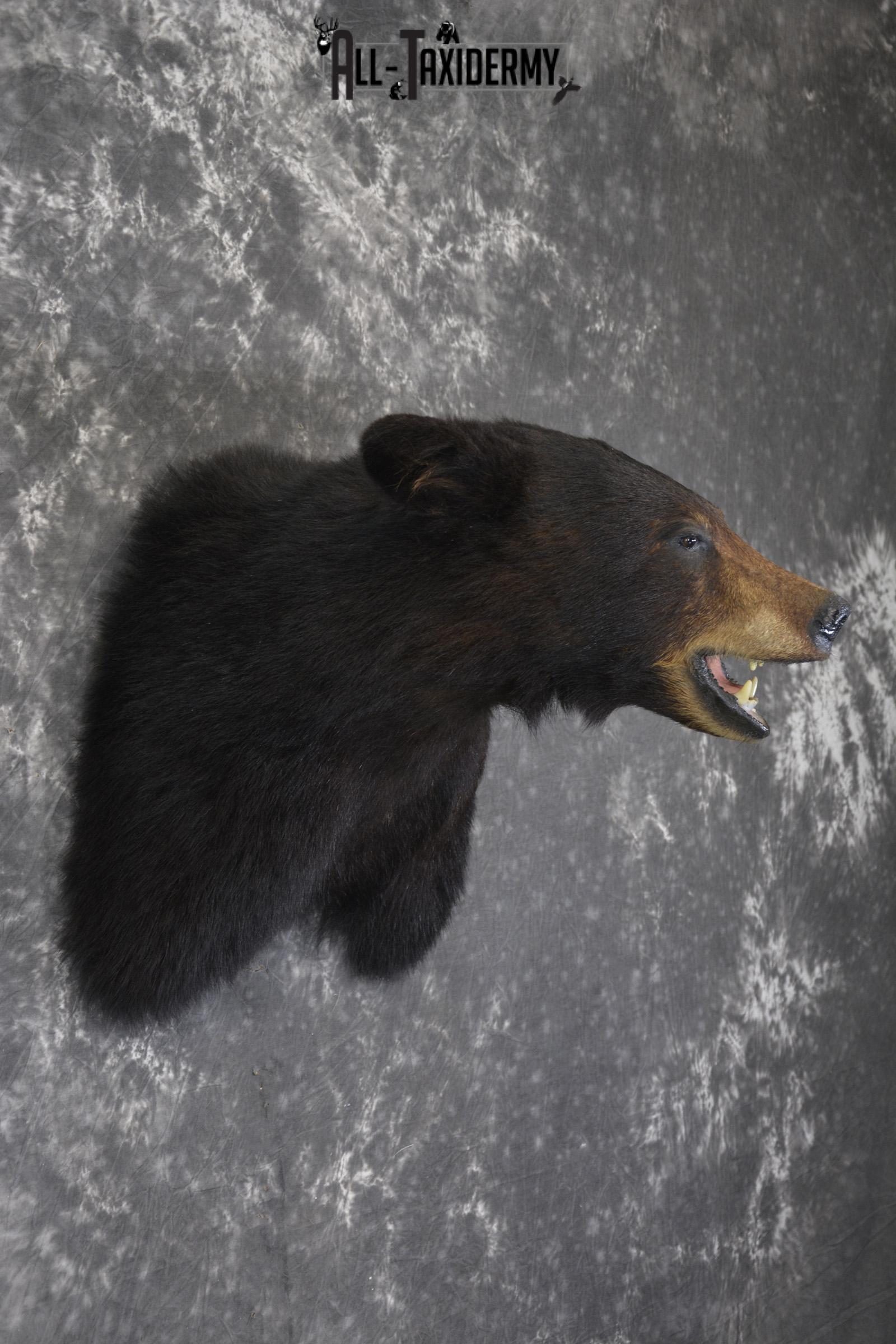 Black bear taxidermy shoulder mount for sale * SKU 2074 - Image 5