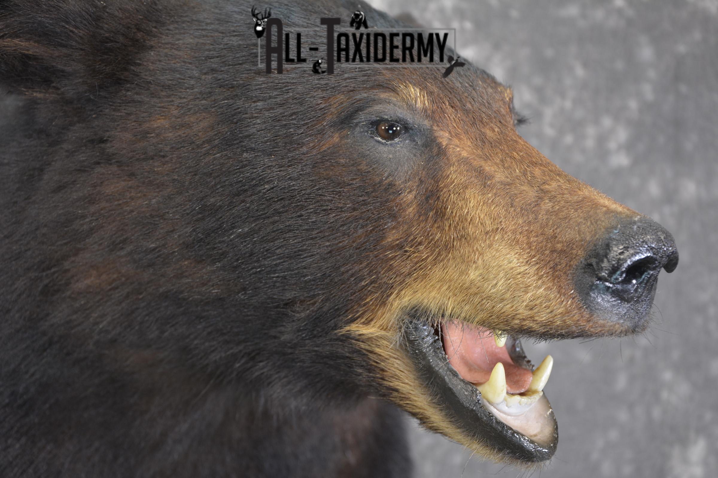 Black bear taxidermy shoulder mount for sale * SKU 2074 - Image 4