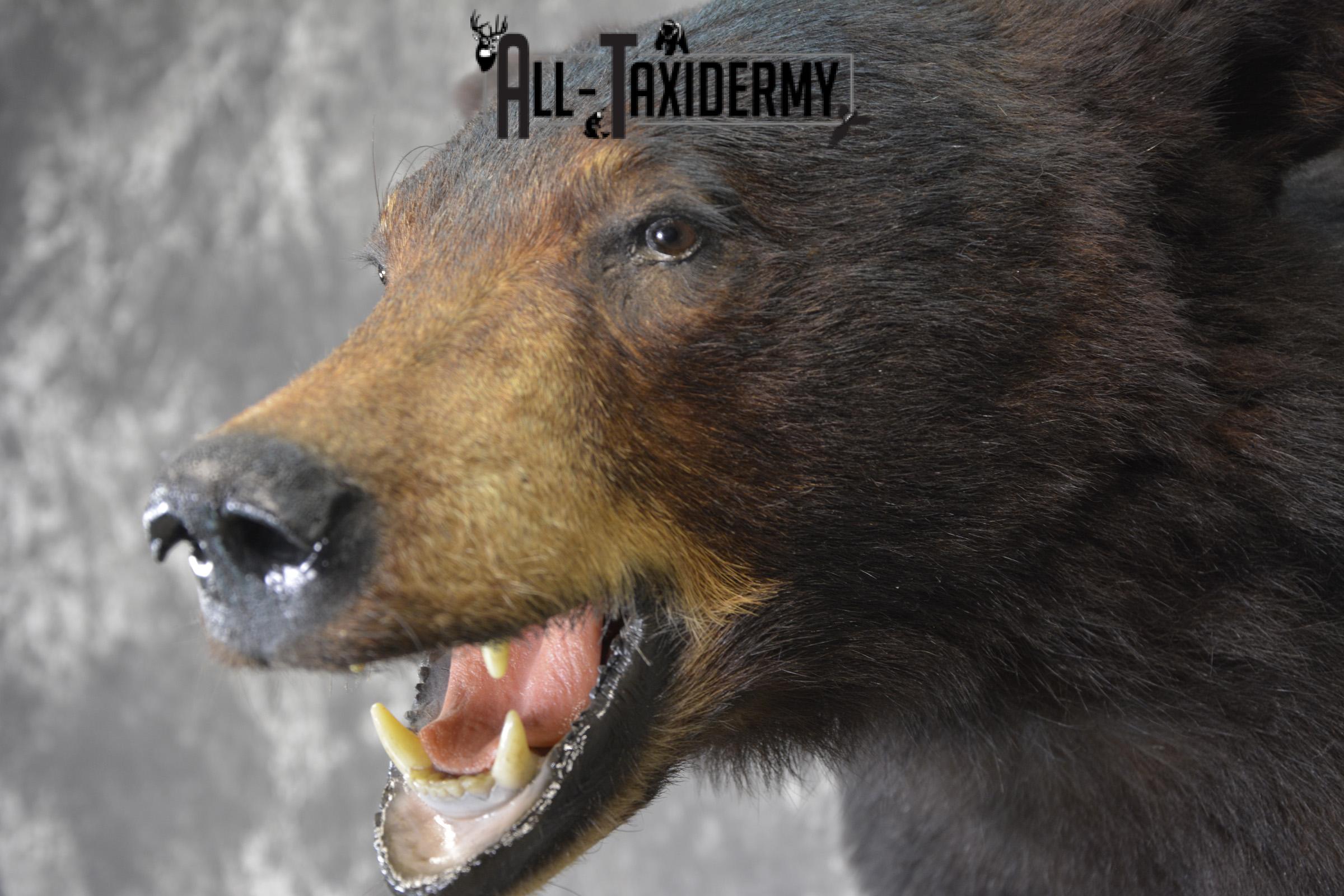Black bear taxidermy shoulder mount for sale * SKU 2074 - Image 3