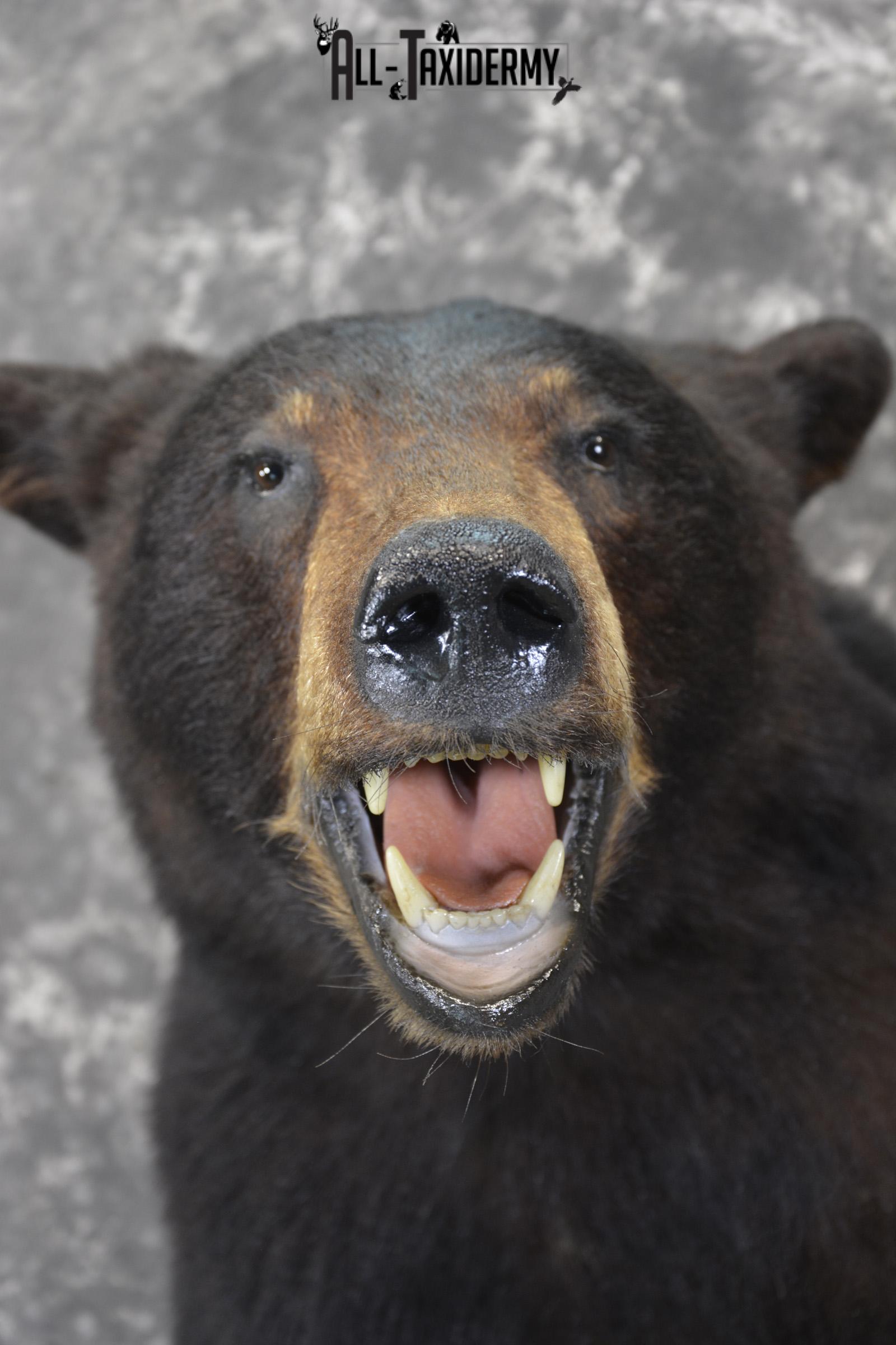 Black bear taxidermy shoulder mount for sale * SKU 2074 - Image 2