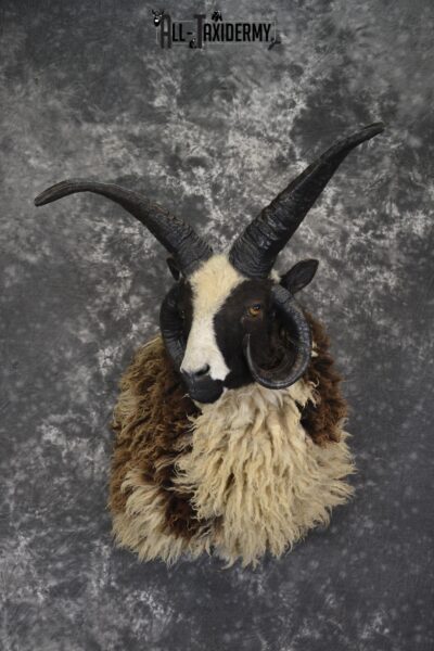 Jacobs 4 horn taxidermy shoulder mount for sale * SKU 2073