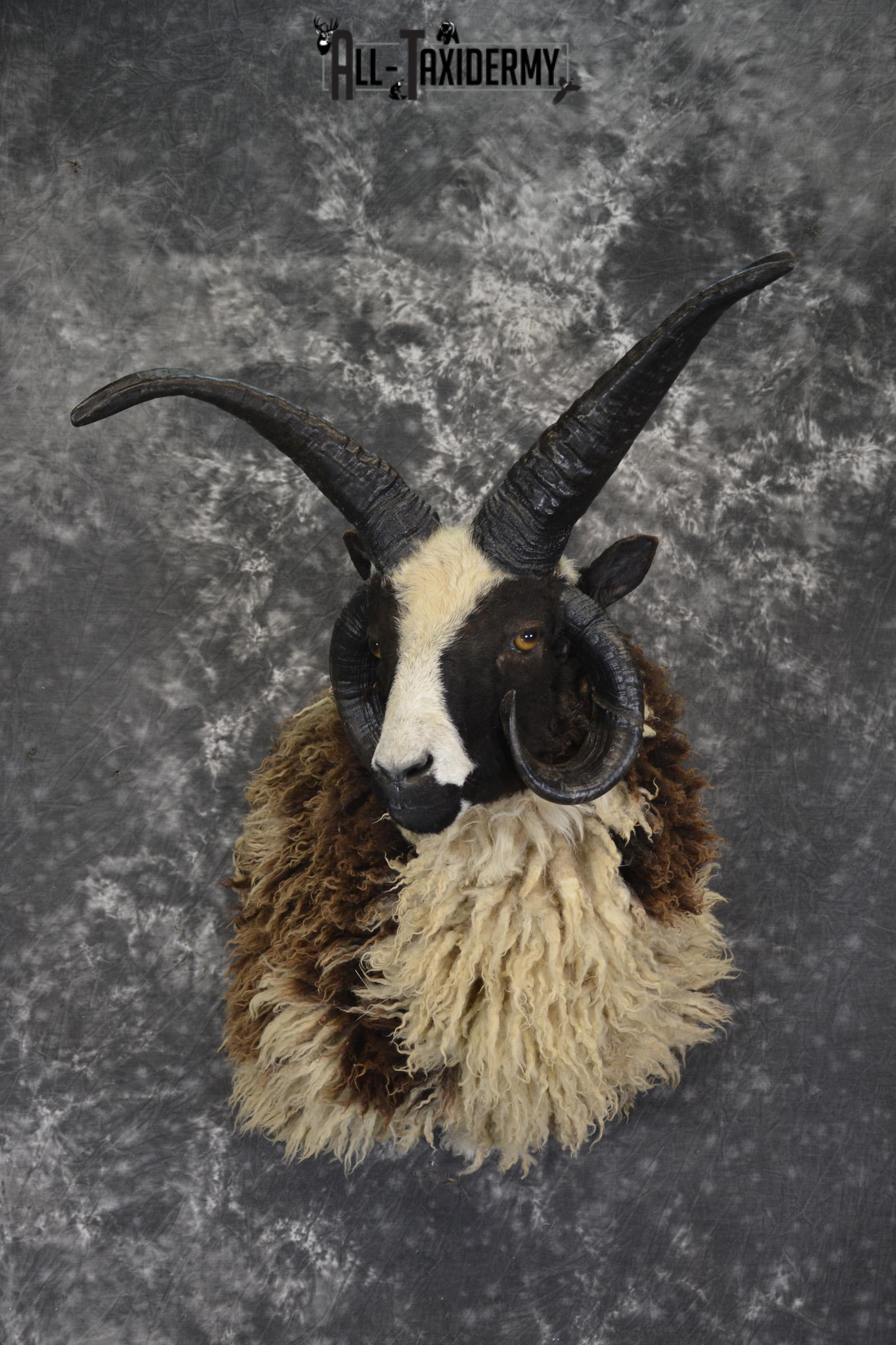 Jacobs 4 horn taxidermy shoulder mount for sale * SKU 2073