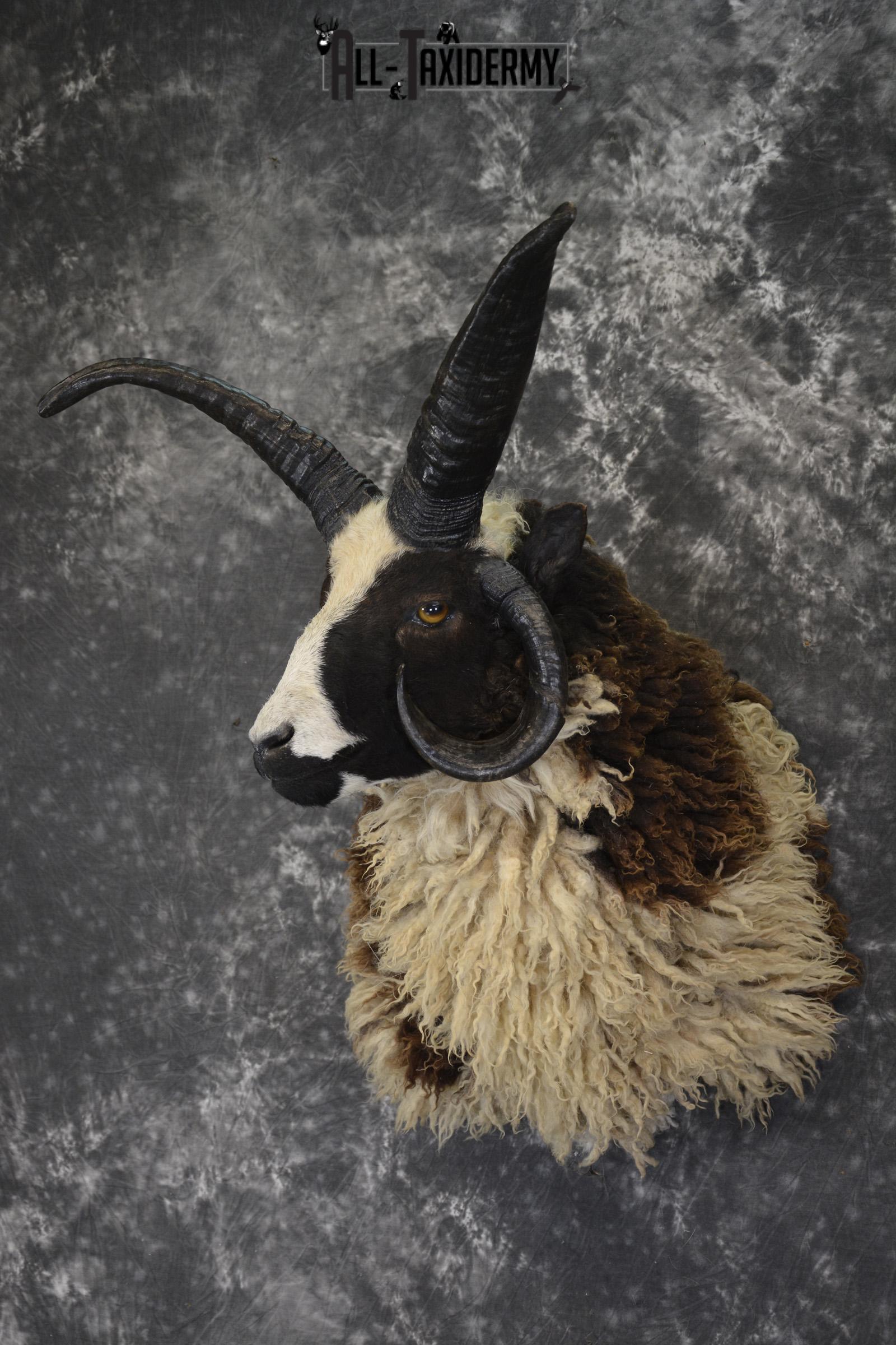 Jacobs 4 horn taxidermy shoulder mount for sale * SKU 2073 - Image 8