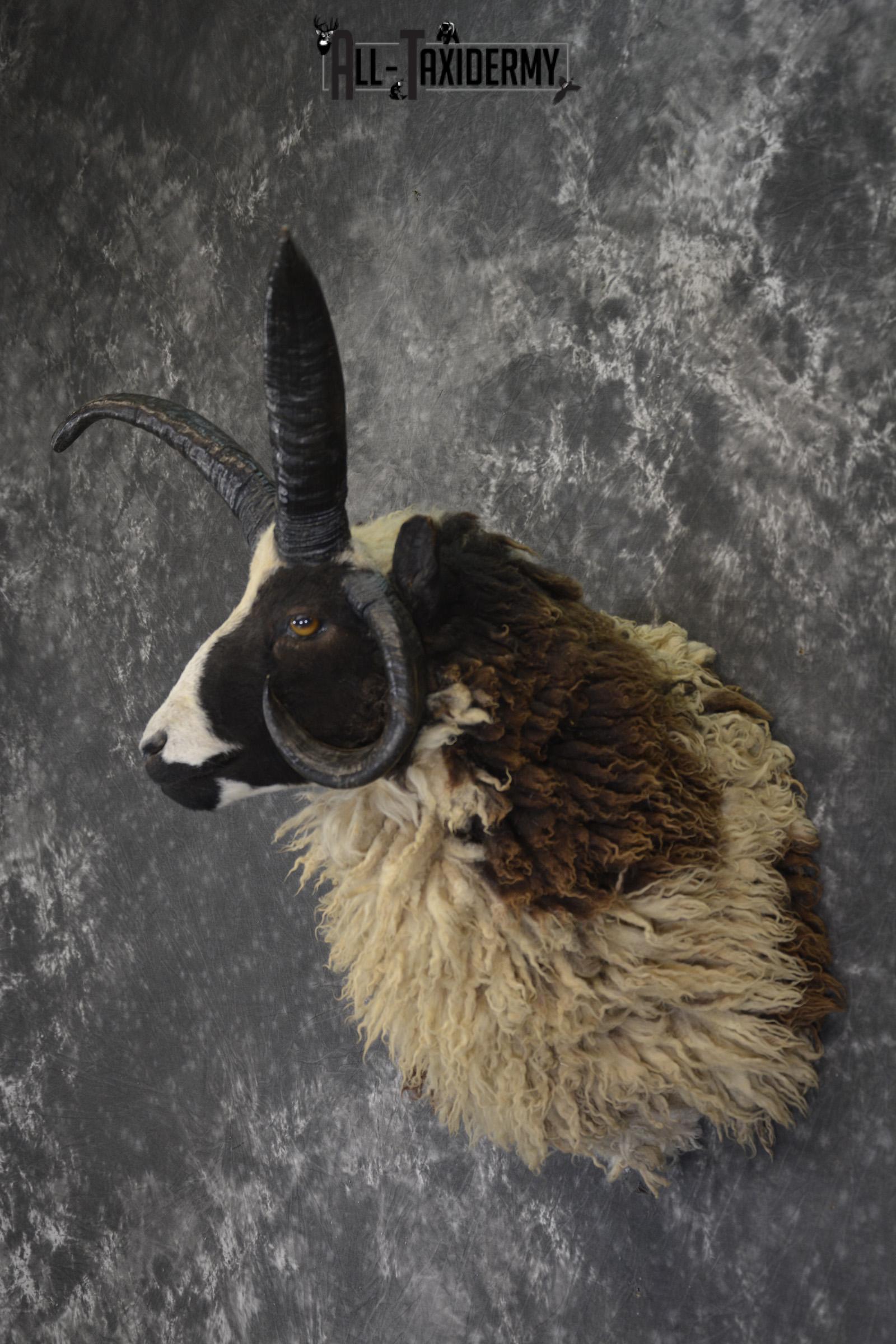 Jacobs 4 horn taxidermy shoulder mount for sale * SKU 2073 - Image 7