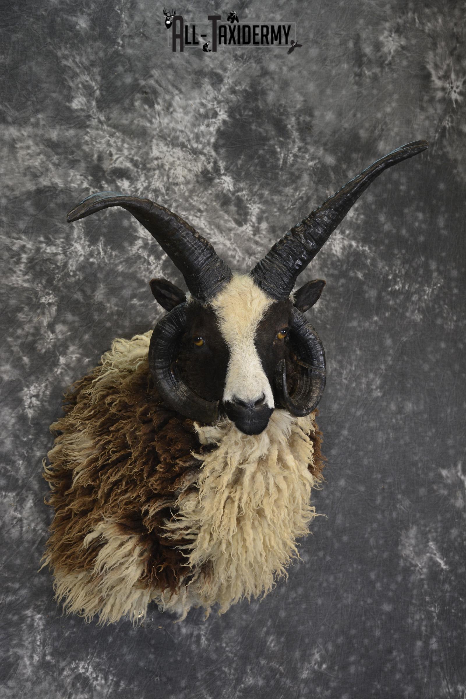 Jacobs 4 horn taxidermy shoulder mount for sale * SKU 2073 - Image 6