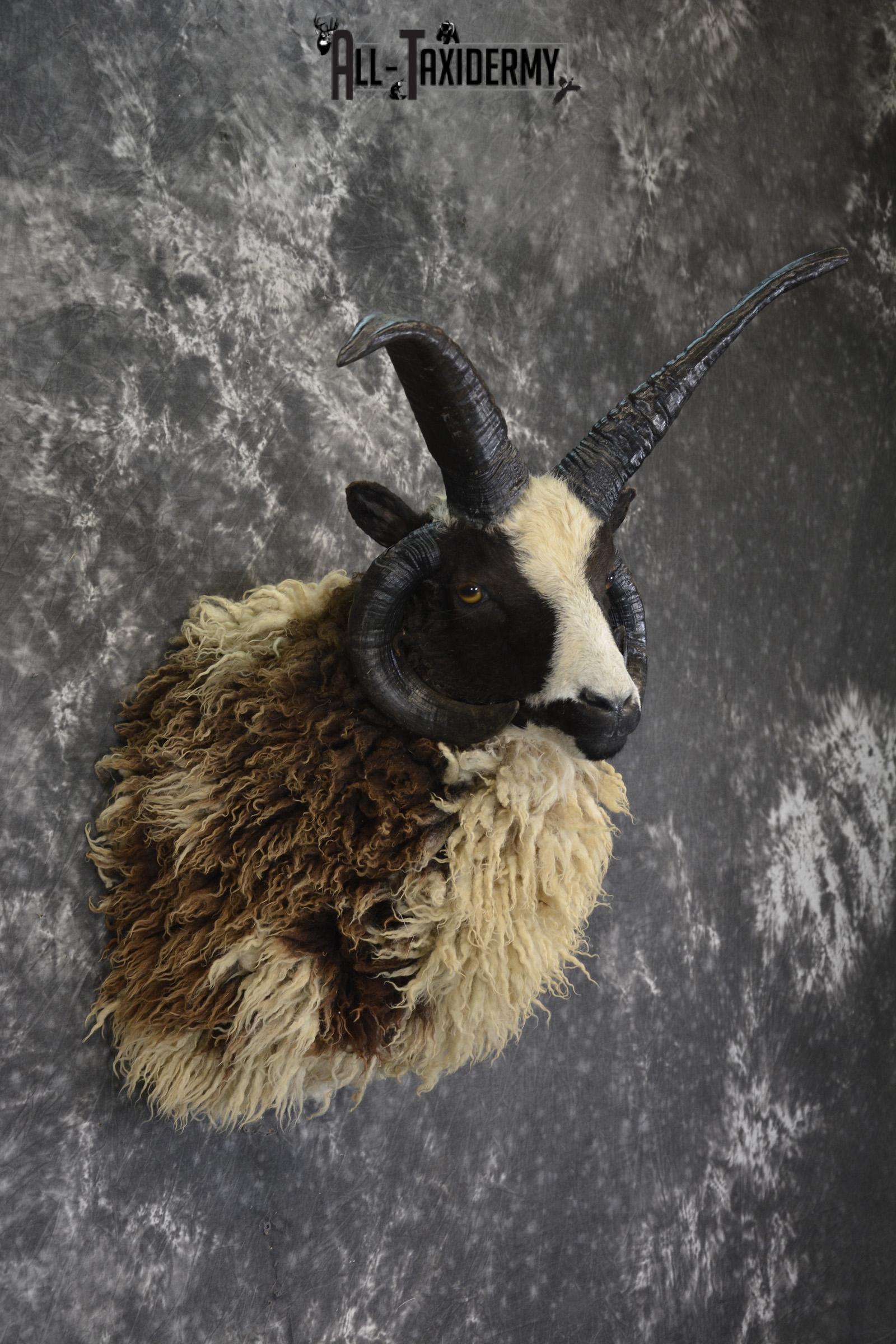 Jacobs 4 horn taxidermy shoulder mount for sale * SKU 2073 - Image 5