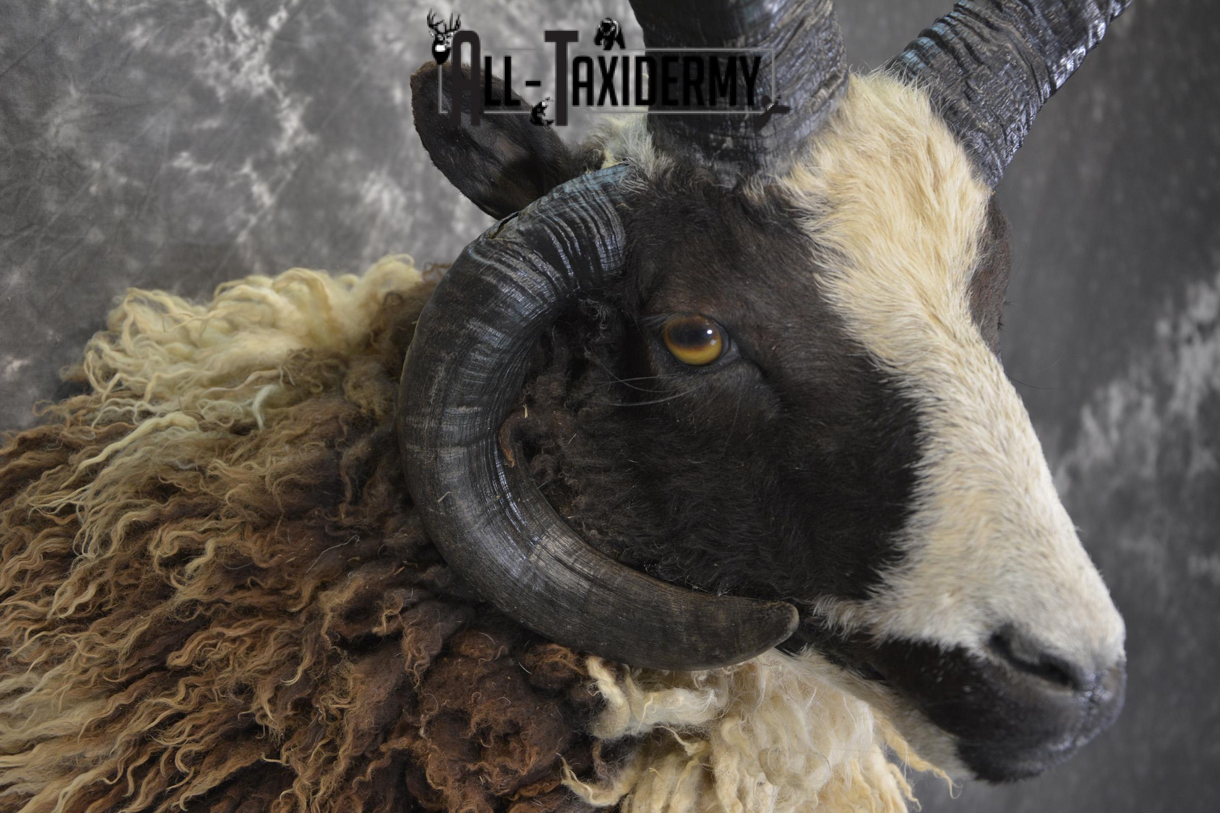 Jacobs 4 horn taxidermy shoulder mount for sale * SKU 2073 - Image 4