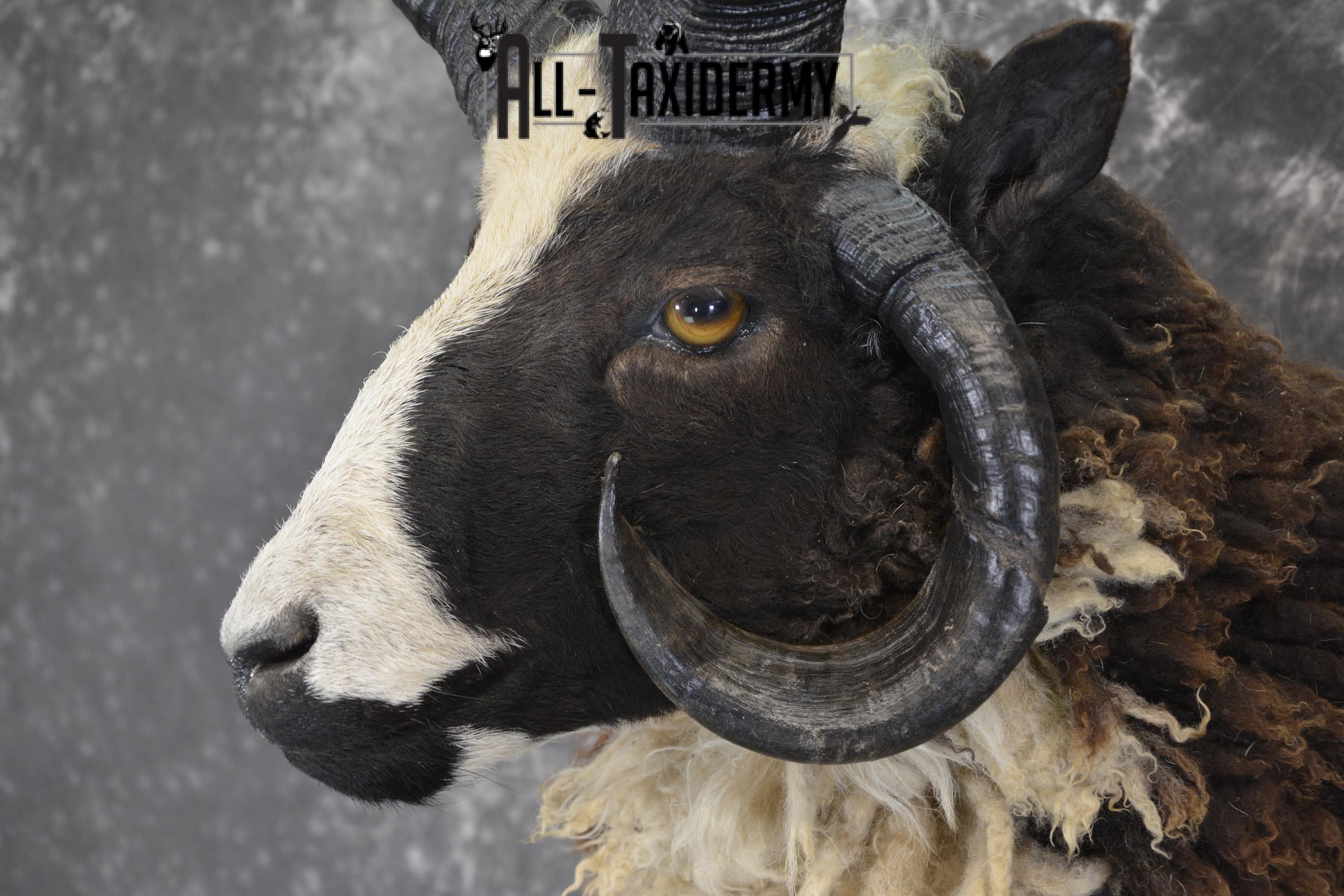 Jacobs 4 horn taxidermy shoulder mount for sale * SKU 2073 - Image 3