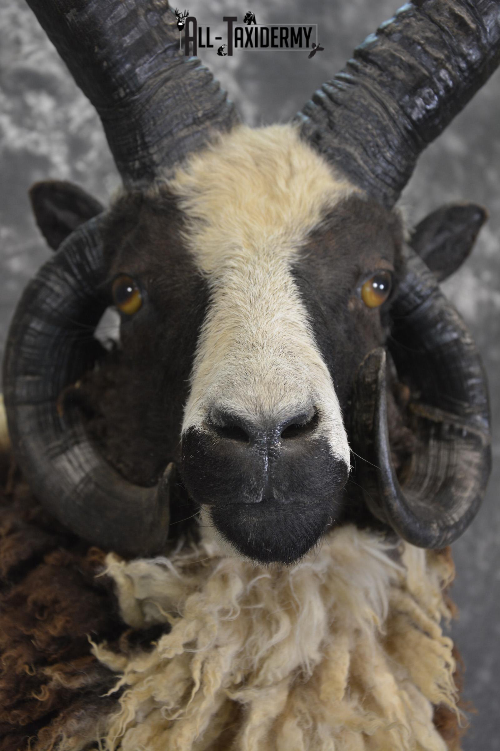 Jacobs 4 horn taxidermy shoulder mount for sale * SKU 2073 - Image 2