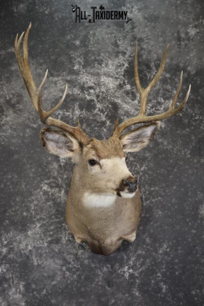Mule deer taxidermy shoulder mount for sale * SKU 2072