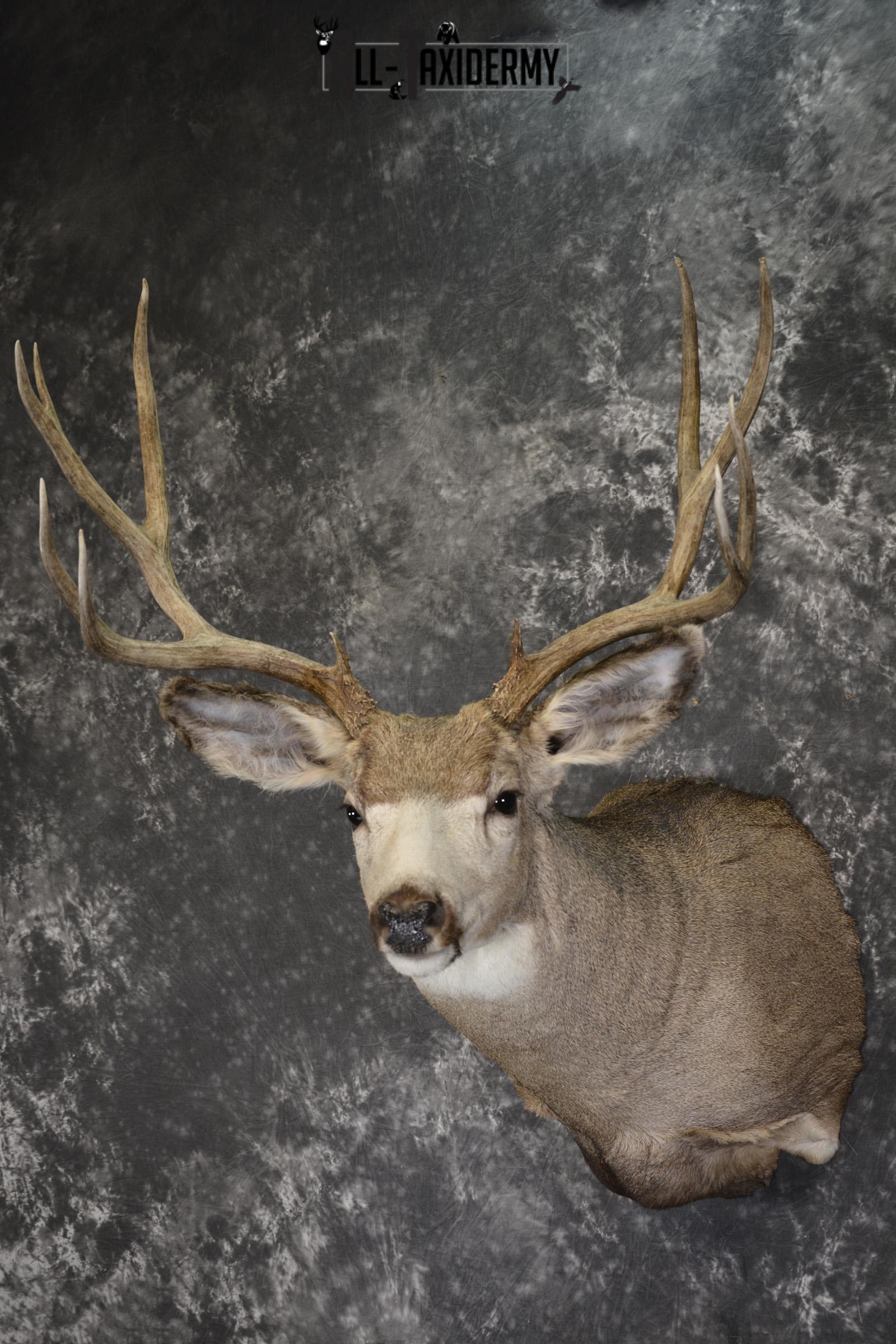 Mule deer taxidermy shoulder mount for sale * SKU 2072 - Image 8