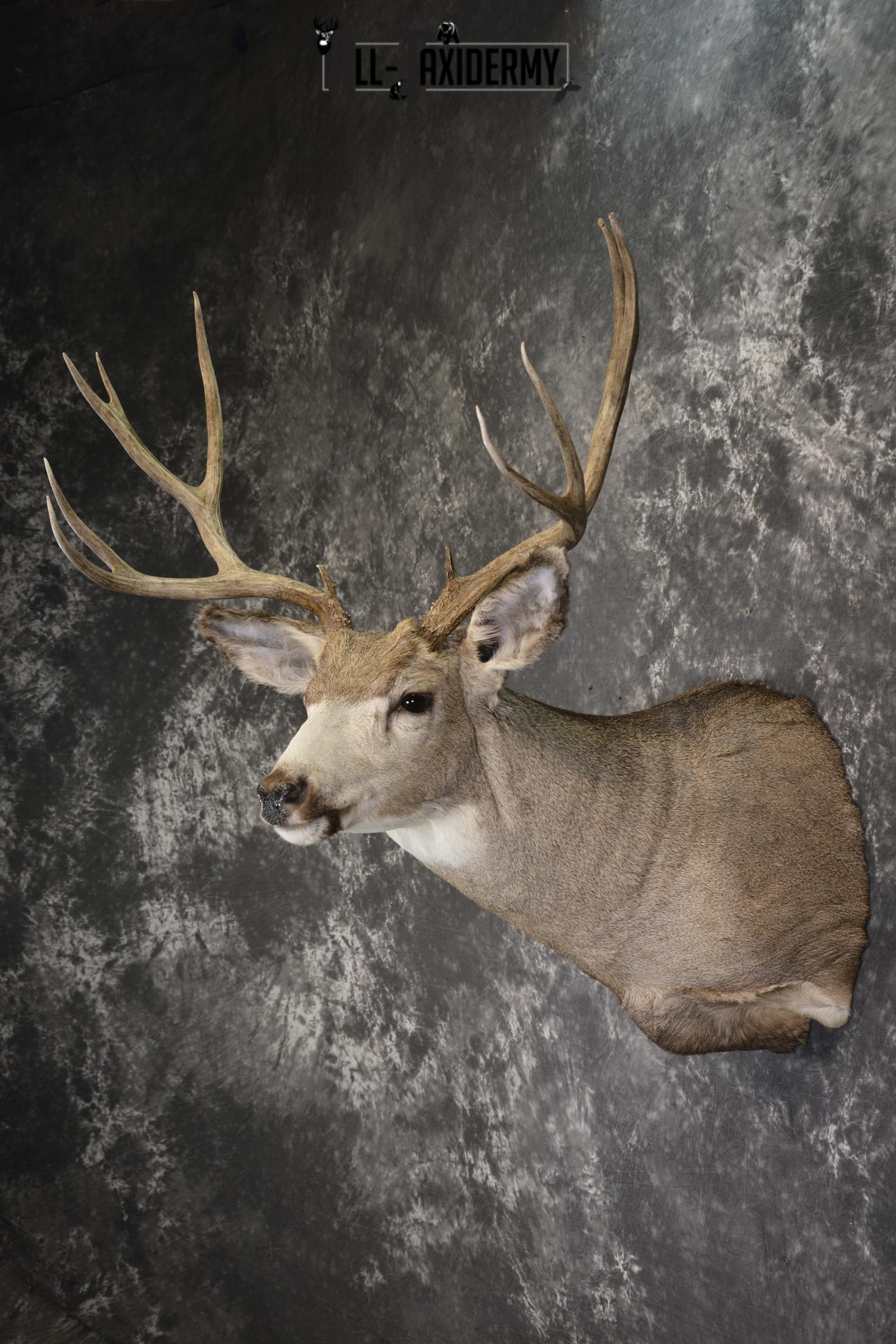 Mule deer taxidermy shoulder mount for sale * SKU 2072 - Image 7