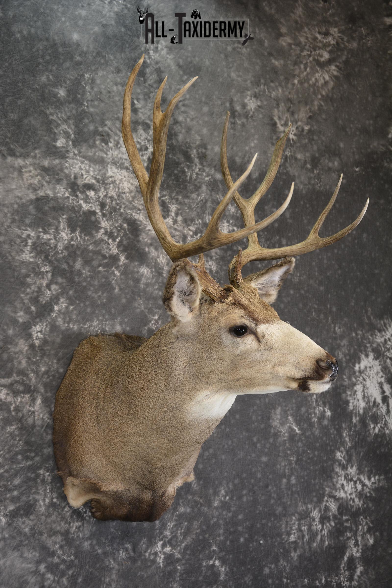 Mule deer taxidermy shoulder mount for sale * SKU 2072 - Image 6