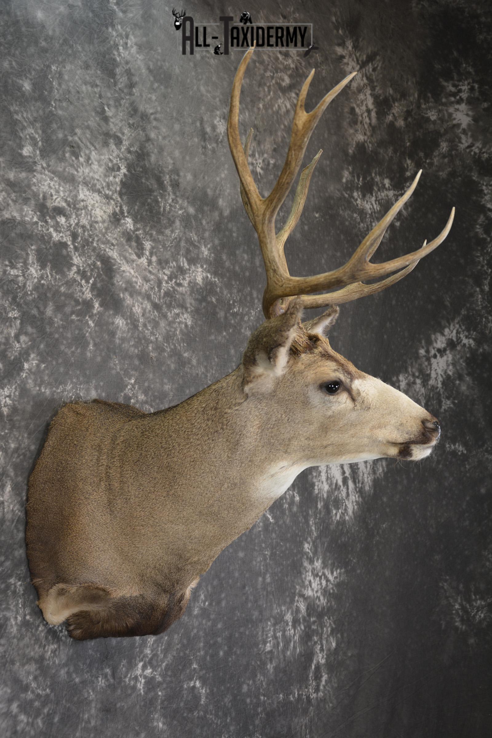 Mule deer taxidermy shoulder mount for sale * SKU 2072 - Image 5