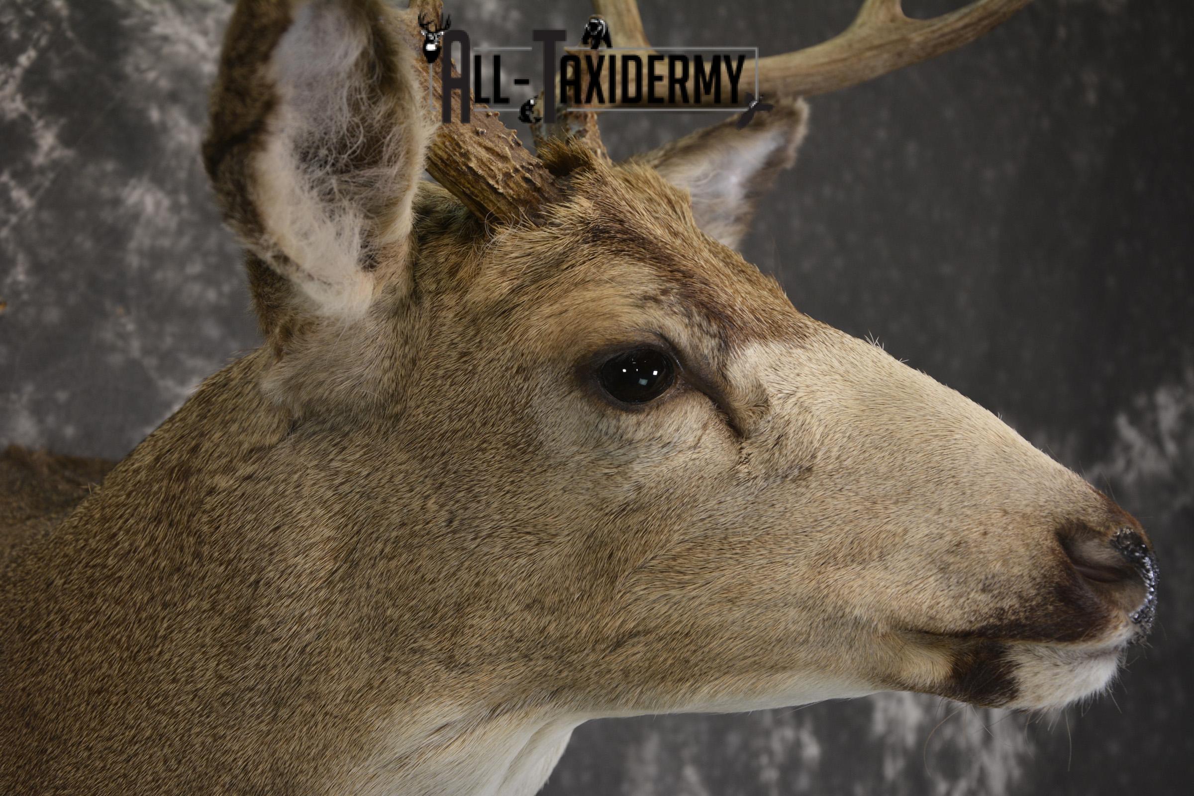 Mule deer taxidermy shoulder mount for sale * SKU 2072 - Image 4