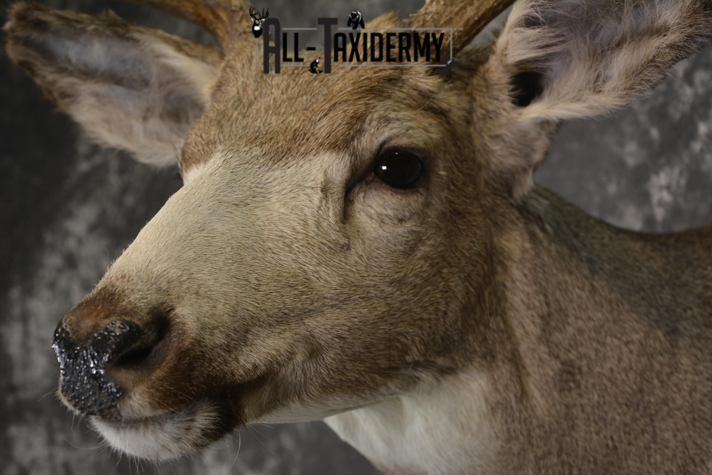 Mule deer taxidermy shoulder mount for sale * SKU 2072 - Image 3