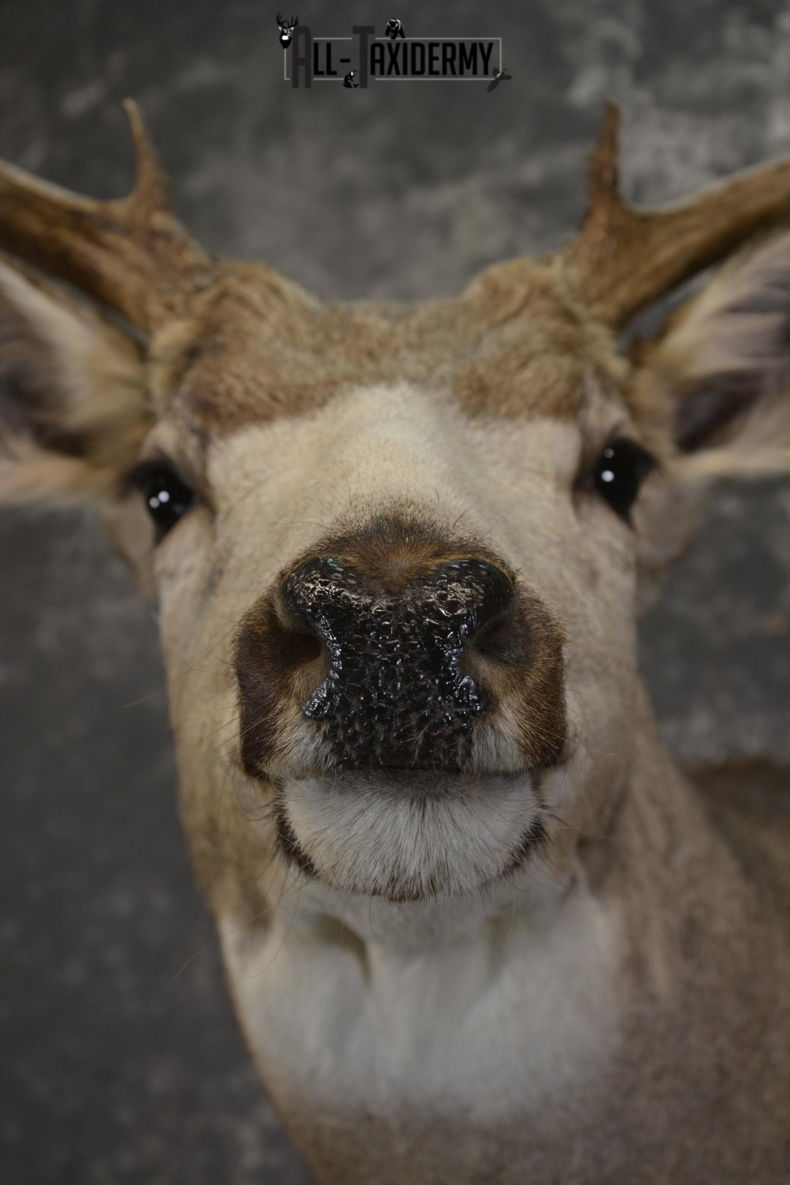 Mule deer taxidermy shoulder mount for sale * SKU 2072 - Image 2