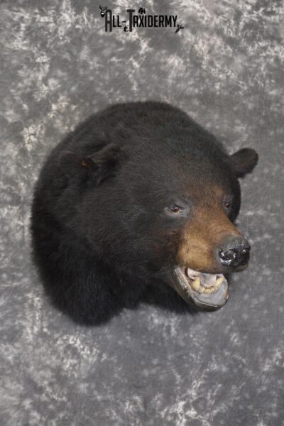XXL Black bear taxidermy shoulder mount for sale * SKU 2071