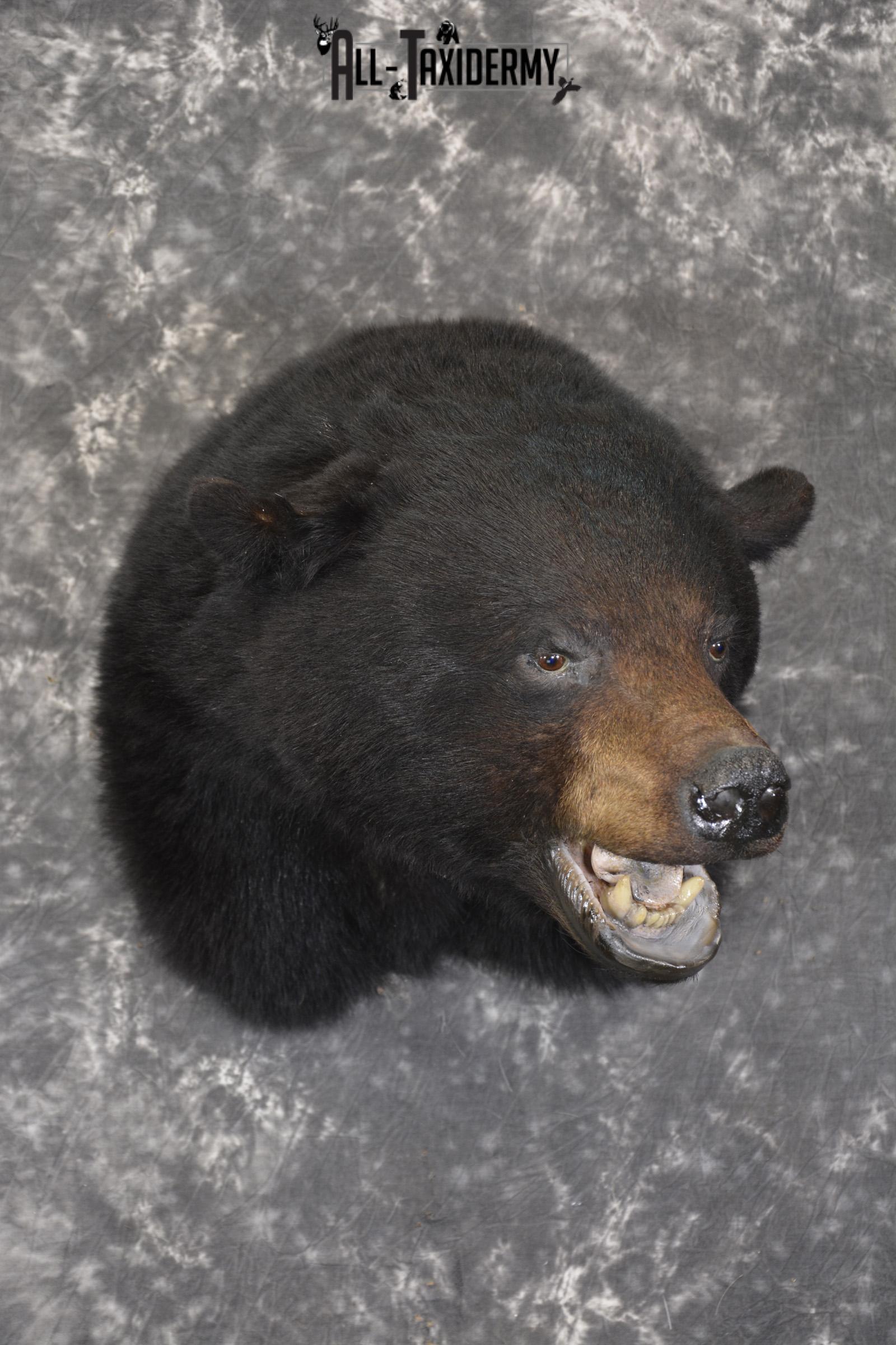 XXL Black bear taxidermy shoulder mount for sale * SKU 2071