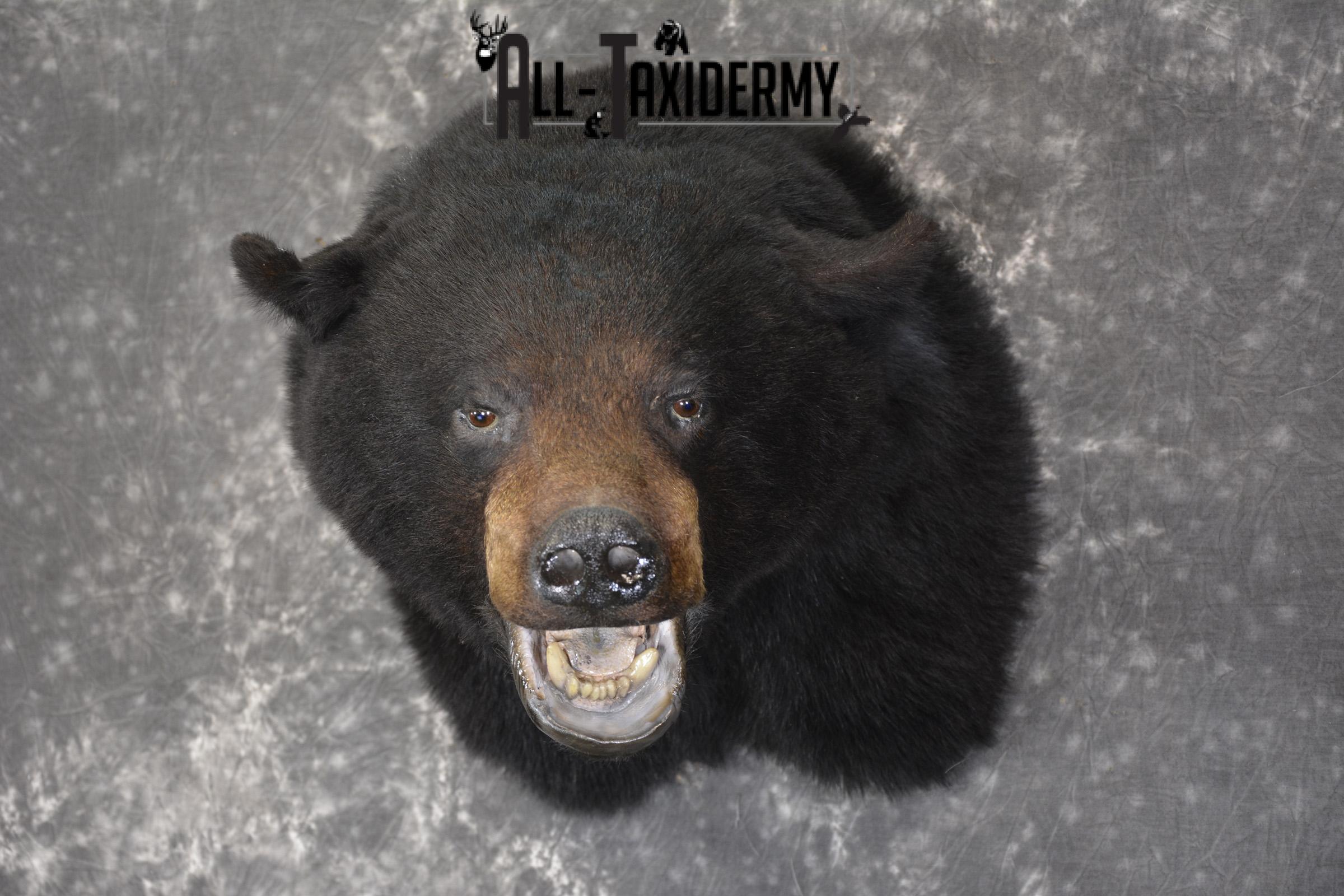 XXL Black bear taxidermy shoulder mount for sale * SKU 2071 - Image 7