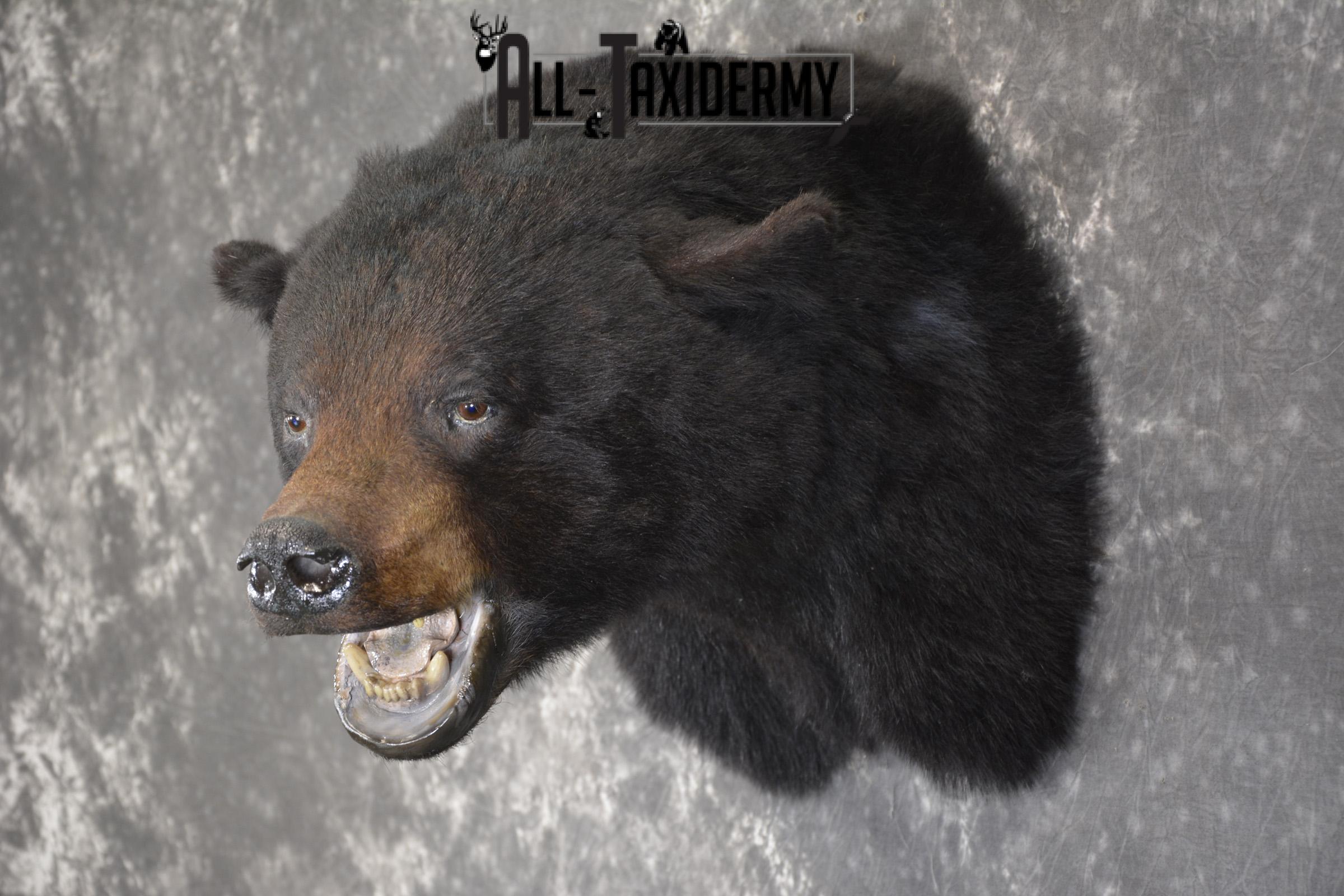 XXL Black bear taxidermy shoulder mount for sale * SKU 2071 - Image 6