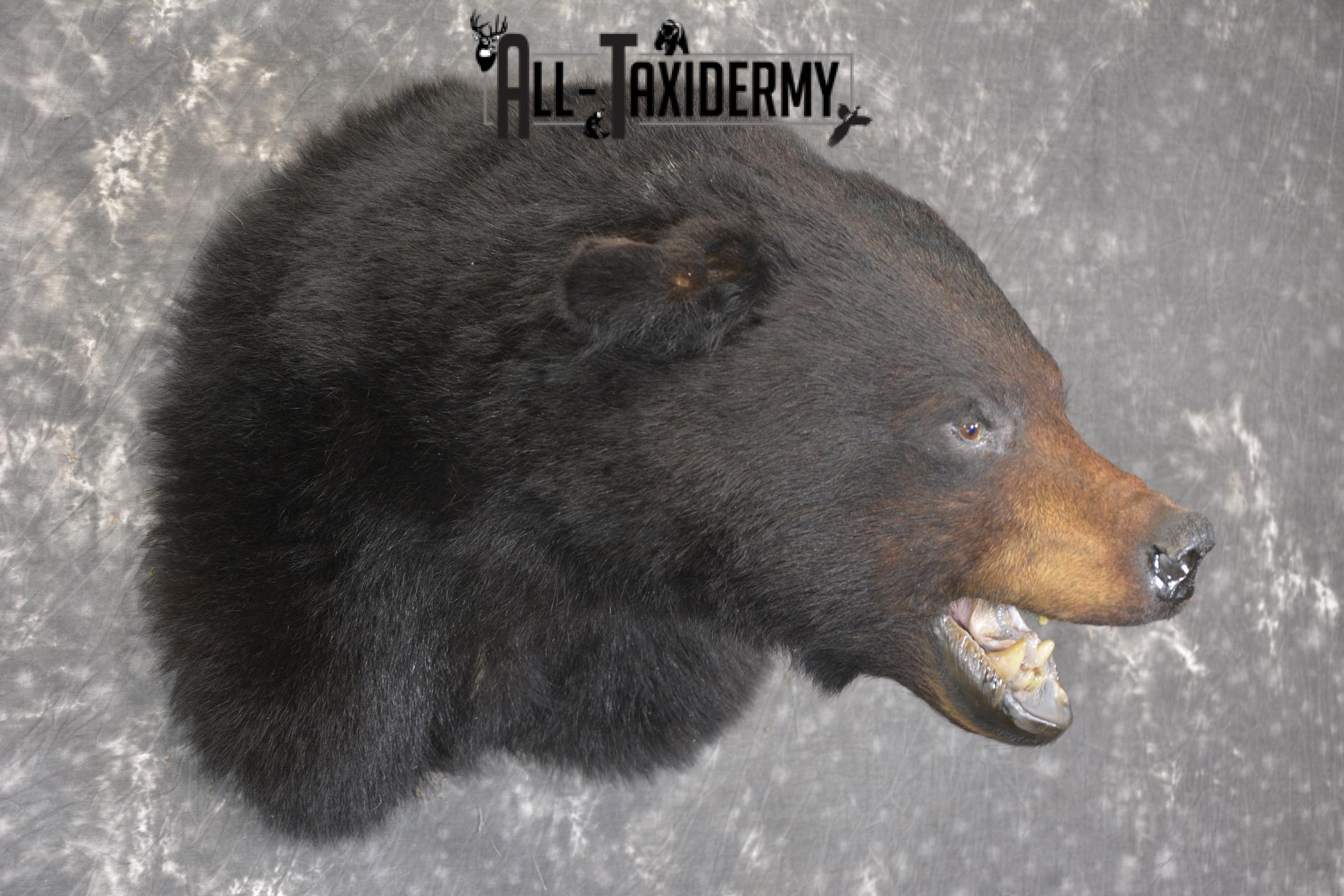 XXL Black bear taxidermy shoulder mount for sale * SKU 2071 - Image 5