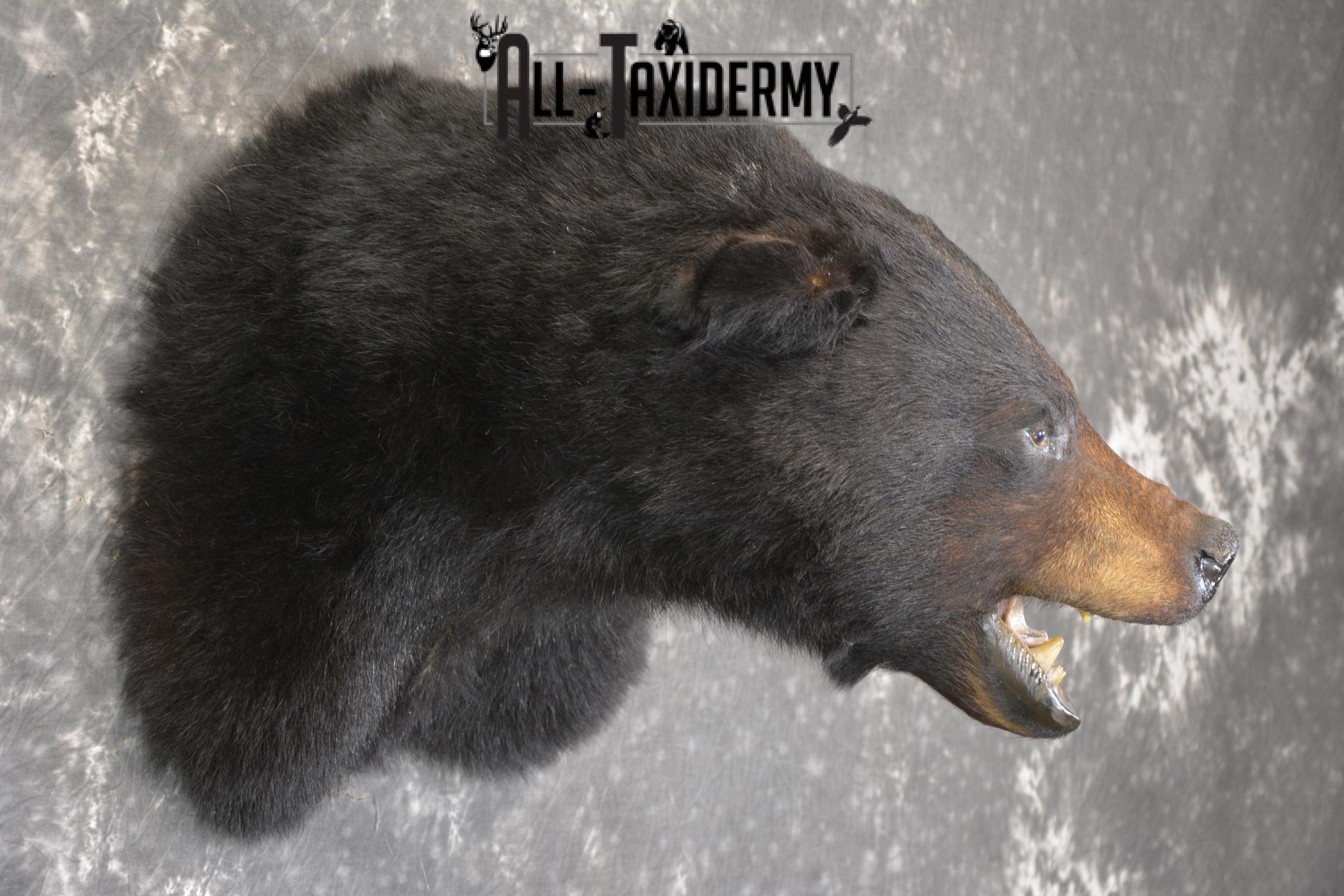 XXL Black bear taxidermy shoulder mount for sale * SKU 2071 - Image 4