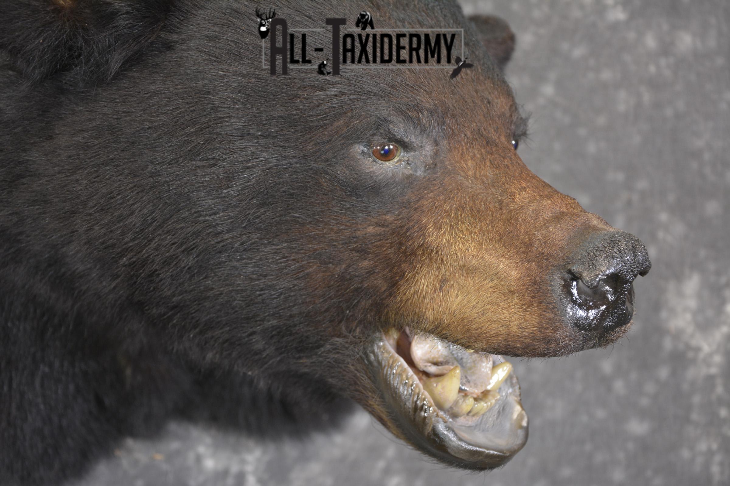 XXL Black bear taxidermy shoulder mount for sale * SKU 2071 - Image 3