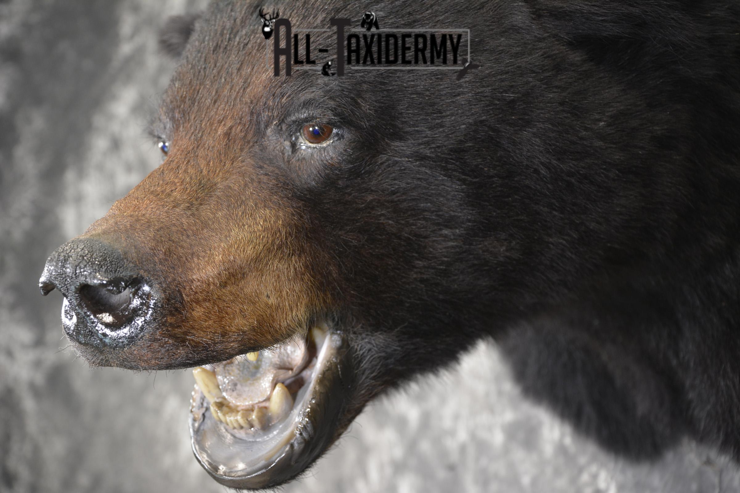 XXL Black bear taxidermy shoulder mount for sale * SKU 2071 - Image 2