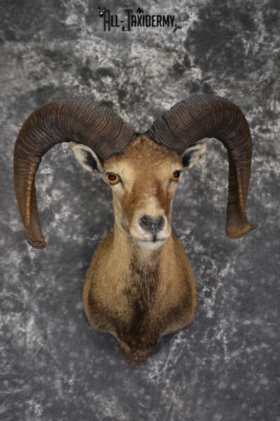 XL Mouflon Sheep taxidermy shoulder mount for sale * SKU 2070