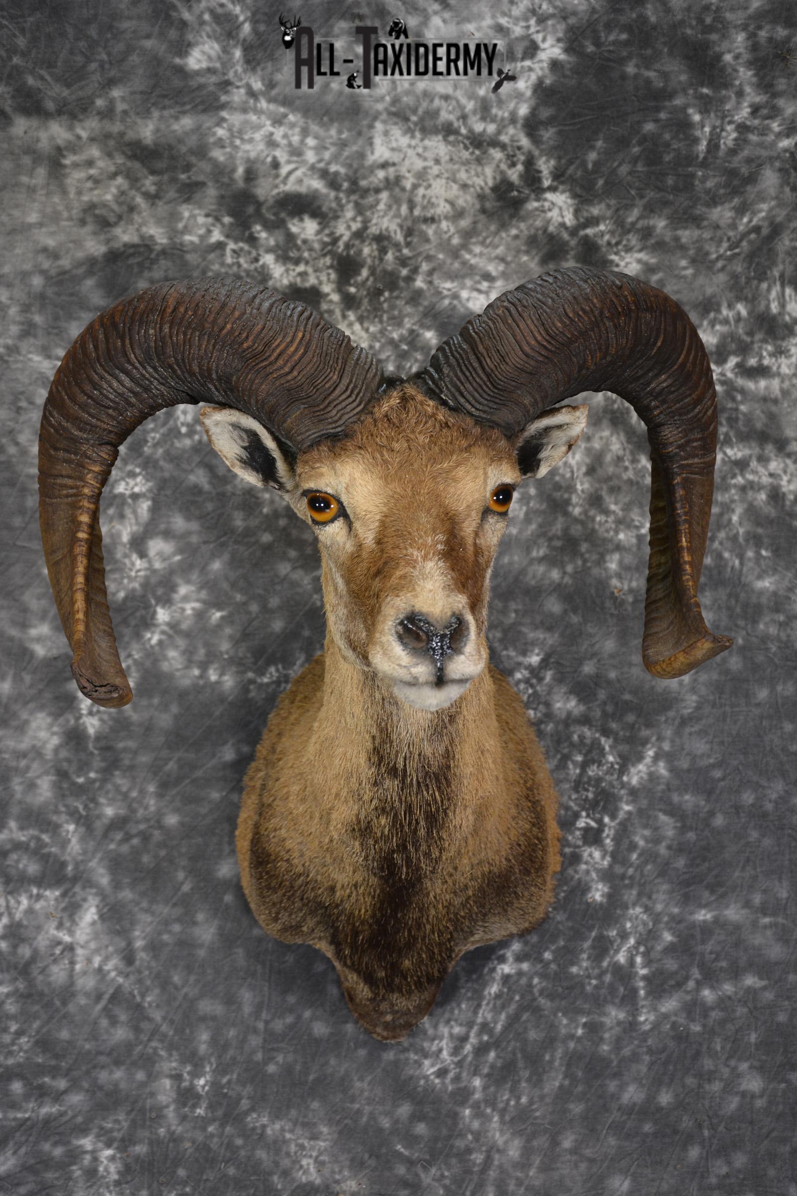 XL Mouflon Sheep taxidermy shoulder mount for sale * SKU 2070