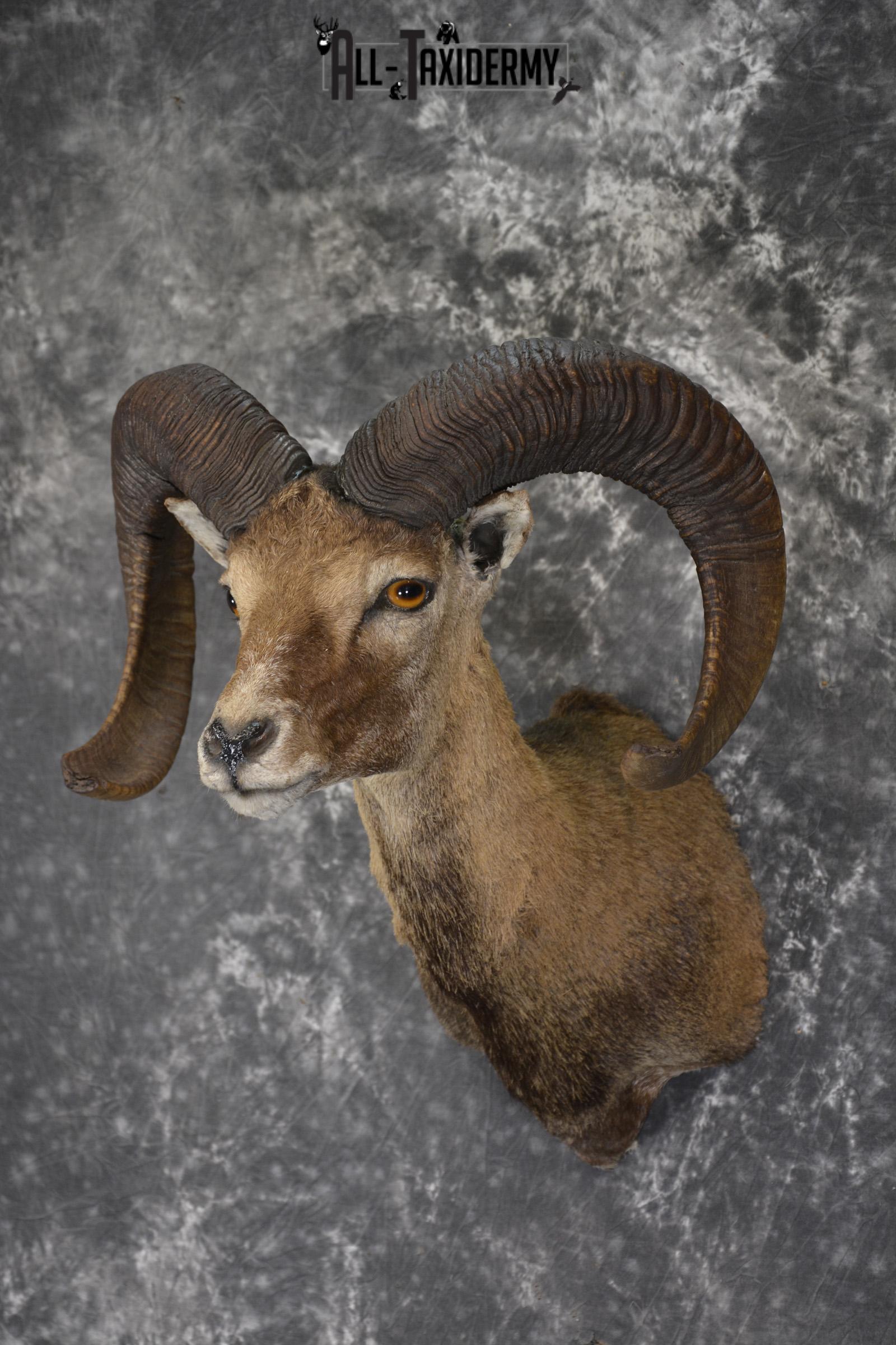 XL Mouflon Sheep taxidermy shoulder mount for sale * SKU 2070 - Image 8