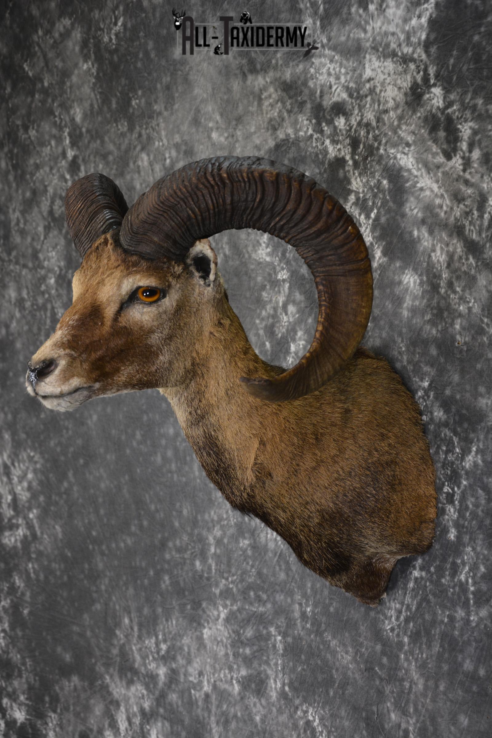 XL Mouflon Sheep taxidermy shoulder mount for sale * SKU 2070 - Image 7