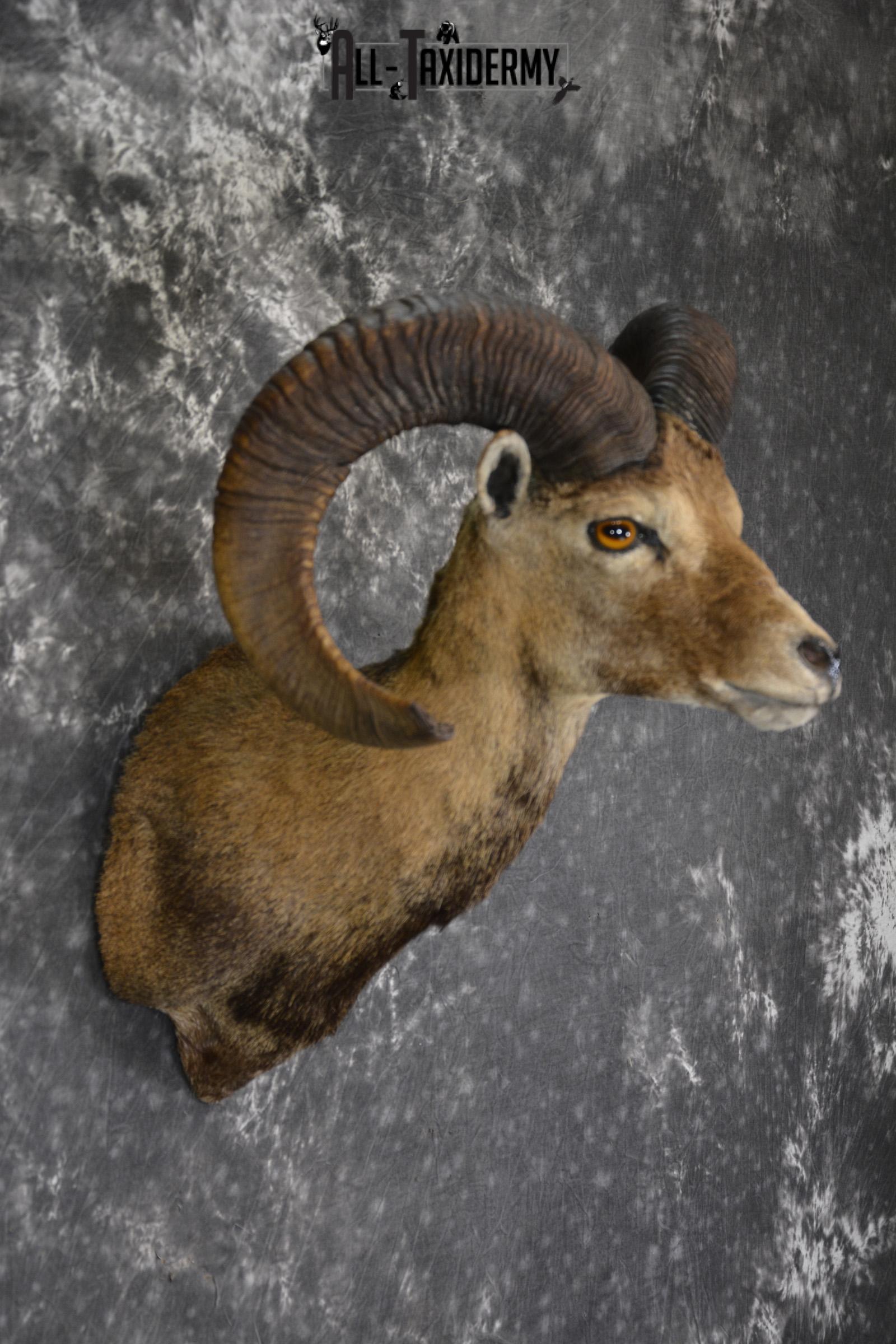 XL Mouflon Sheep taxidermy shoulder mount for sale * SKU 2070 - Image 5