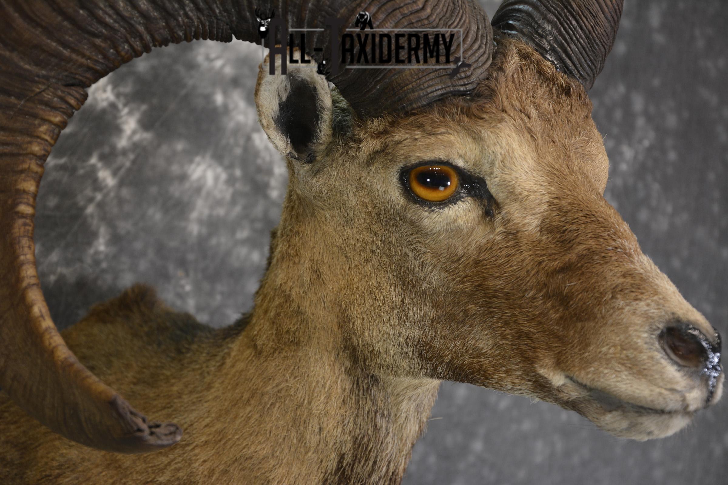 XL Mouflon Sheep taxidermy shoulder mount for sale * SKU 2070 - Image 4