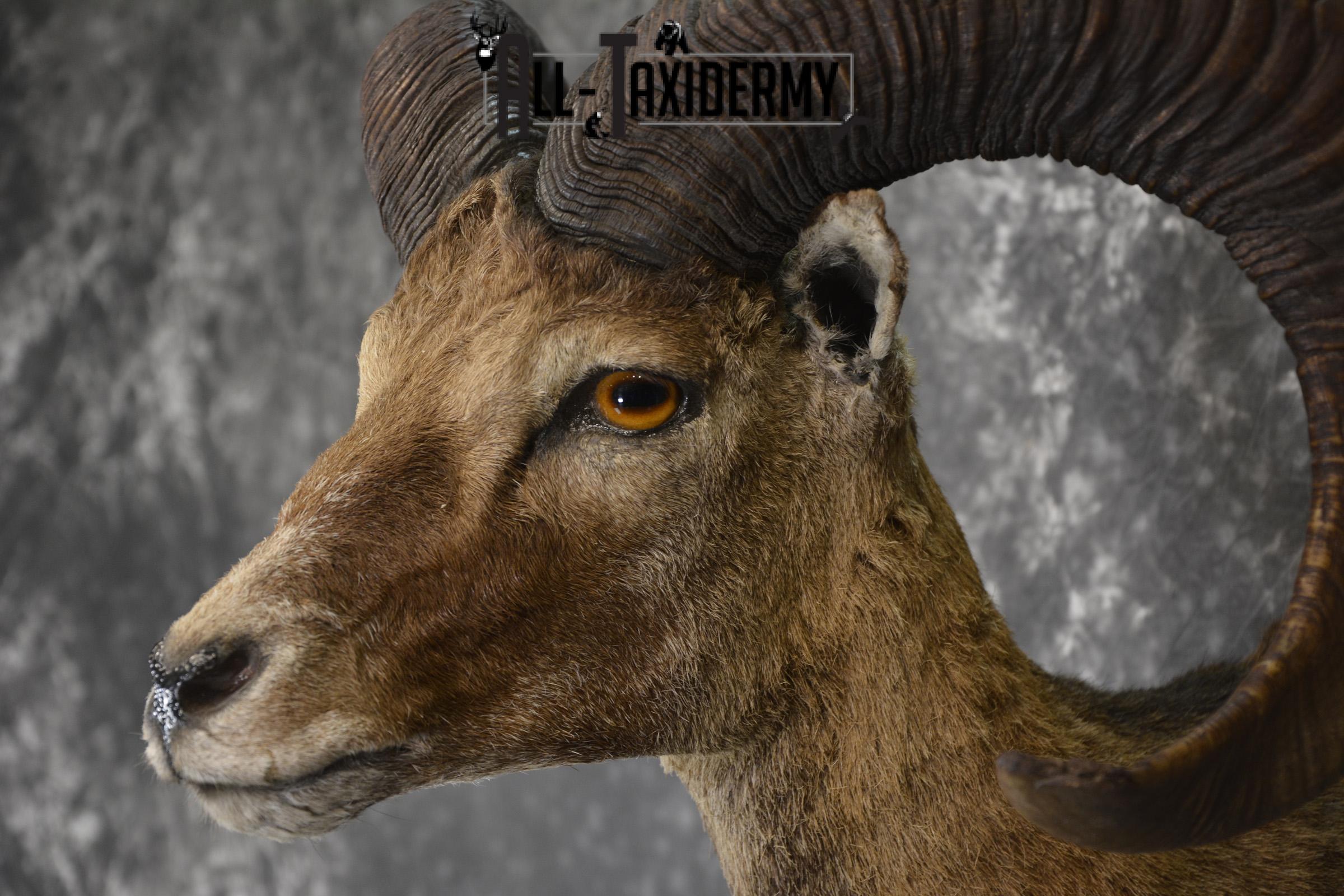XL Mouflon Sheep taxidermy shoulder mount for sale * SKU 2070 - Image 3