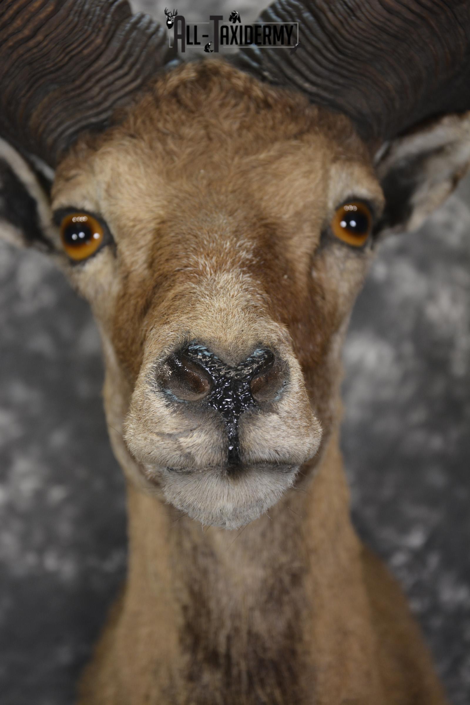 XL Mouflon Sheep taxidermy shoulder mount for sale * SKU 2070 - Image 2