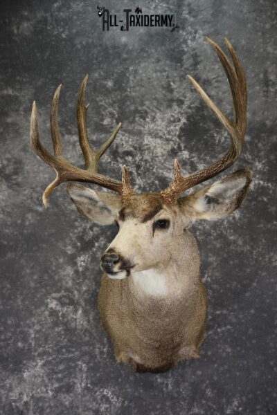 Mule deer taxidermy shoulder mount for sale * SKU 2068