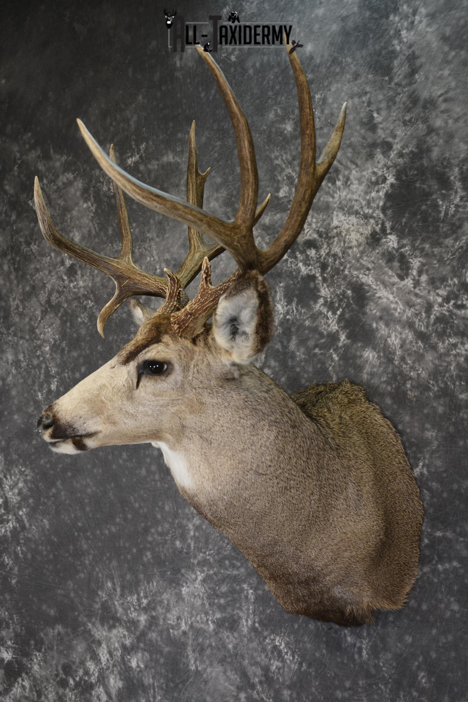 Mule deer taxidermy shoulder mount for sale * SKU 2068 - Image 7