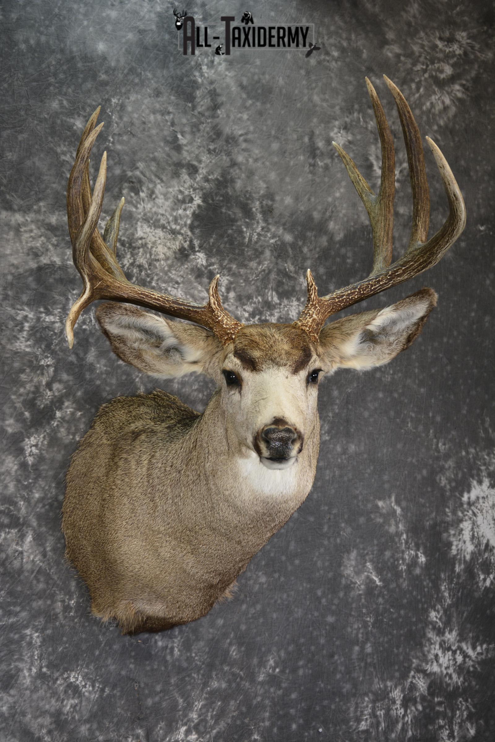 Mule Deer Shoulder Mount Taxidermy