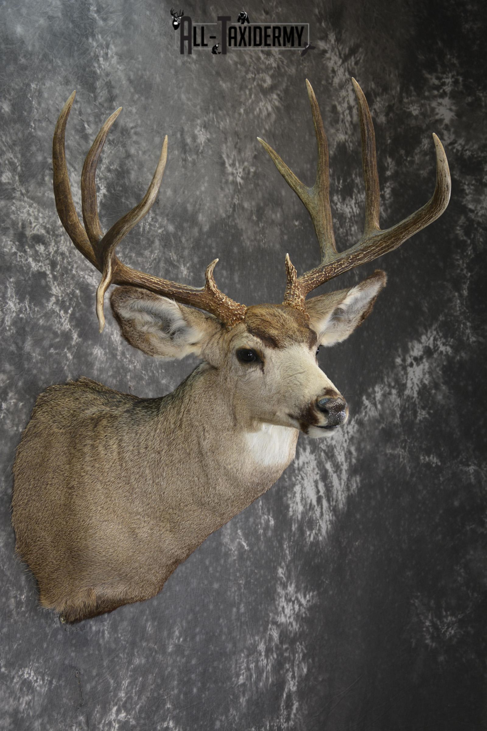 Mule deer taxidermy shoulder mount for sale * SKU 2068 - Image 5