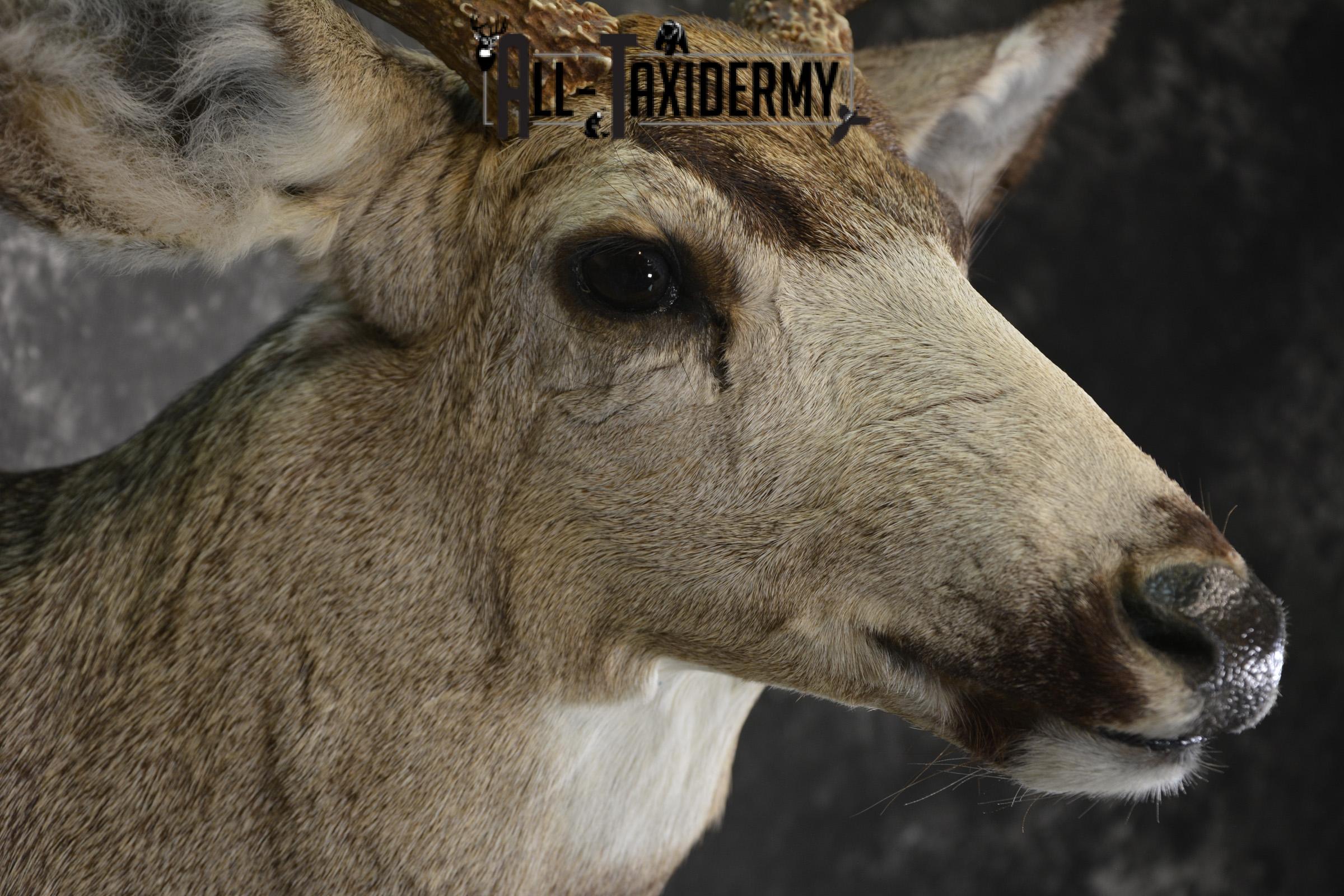 Mule deer taxidermy shoulder mount for sale * SKU 2068 - Image 4