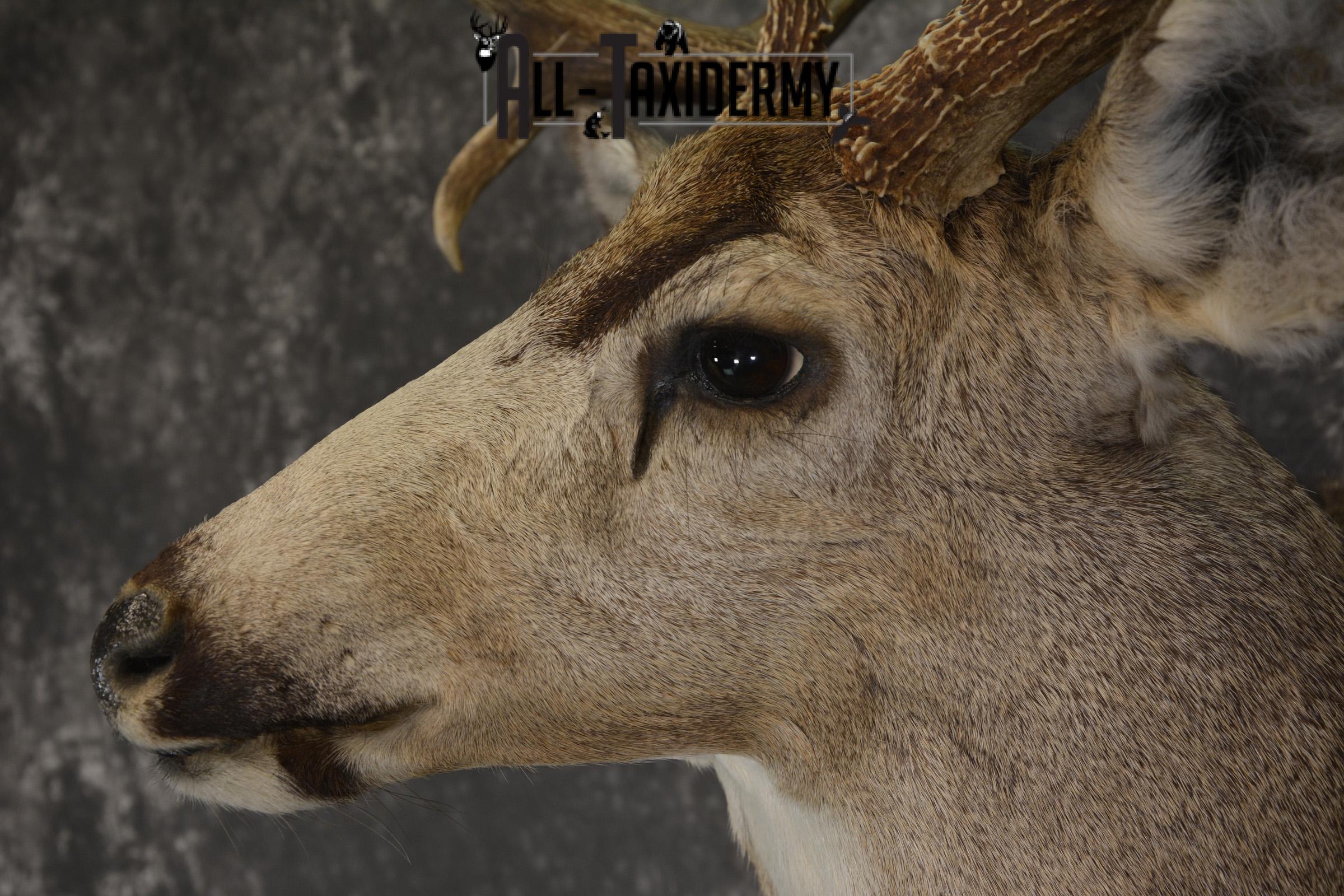 Mule deer taxidermy shoulder mount for sale * SKU 2068 - Image 3