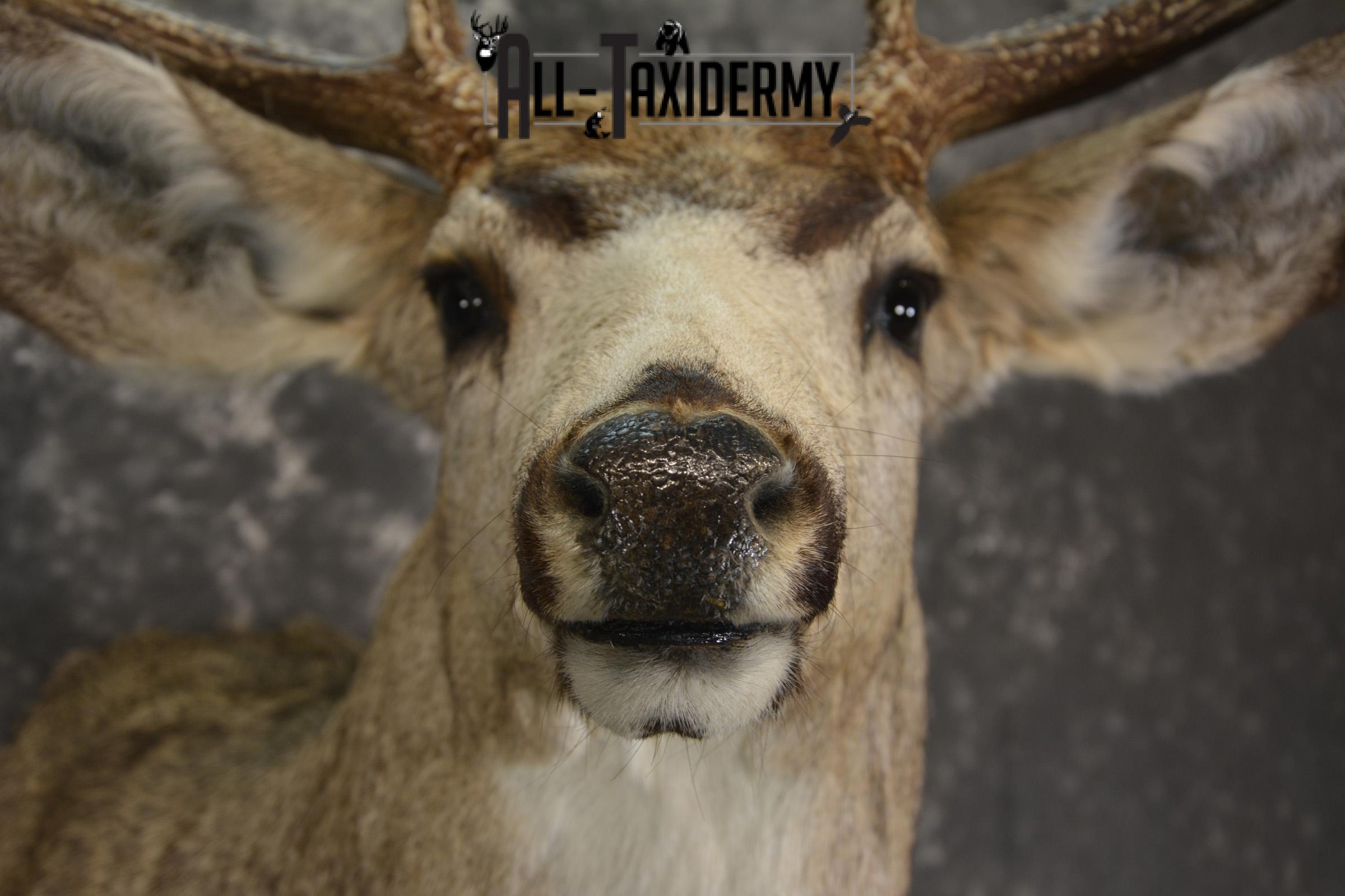 Mule deer taxidermy shoulder mount for sale * SKU 2068 - Image 2