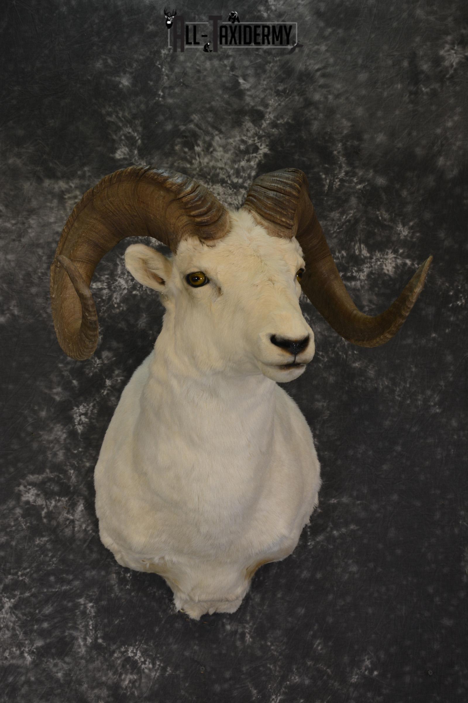 Dall Sheep taxidermy shoulder mount for sale * SKU 2067