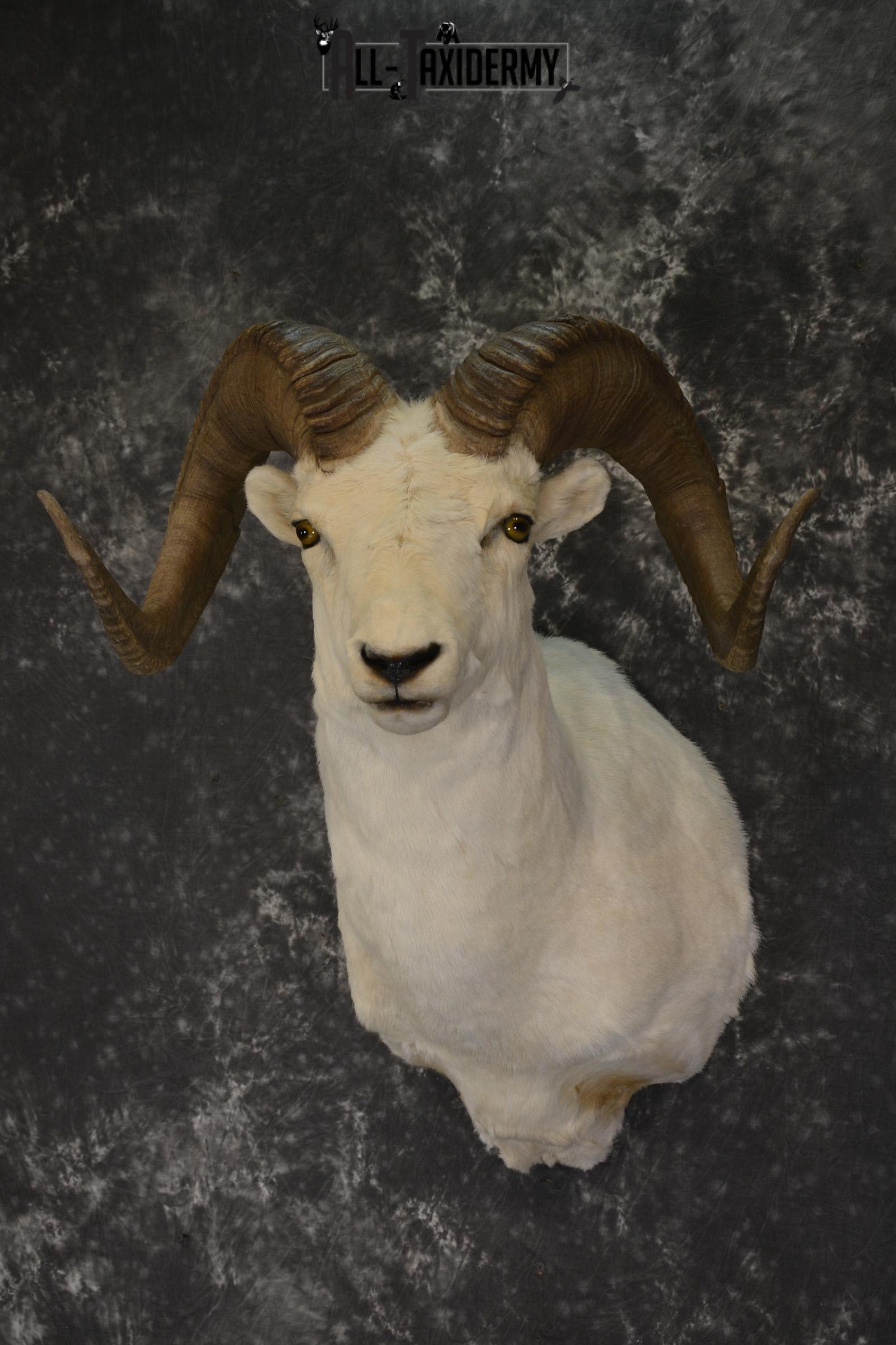 Dall Sheep taxidermy shoulder mount for sale * SKU 2067 - Image 5