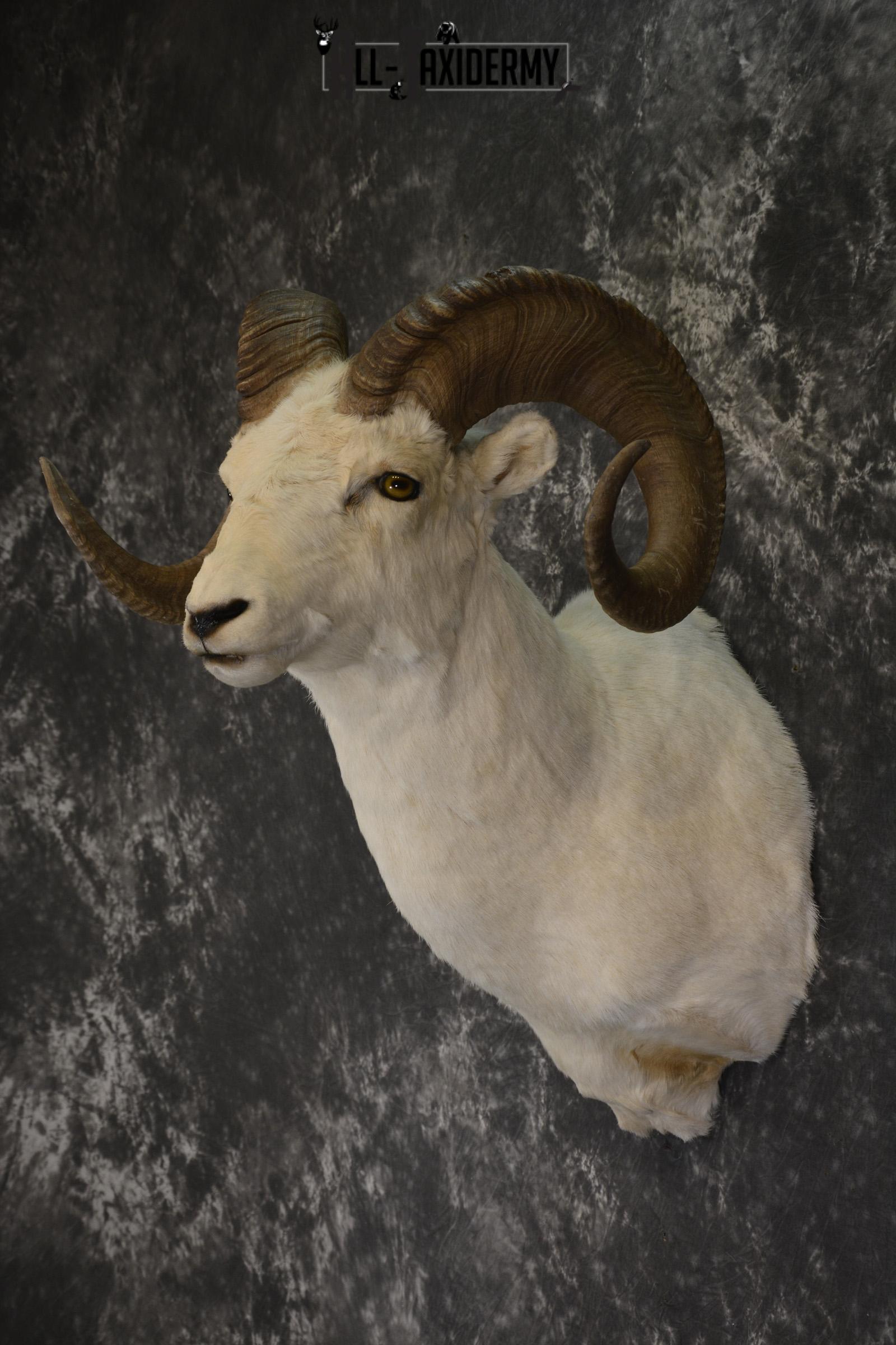 Dall Sheep taxidermy shoulder mount for sale * SKU 2067 - Image 4