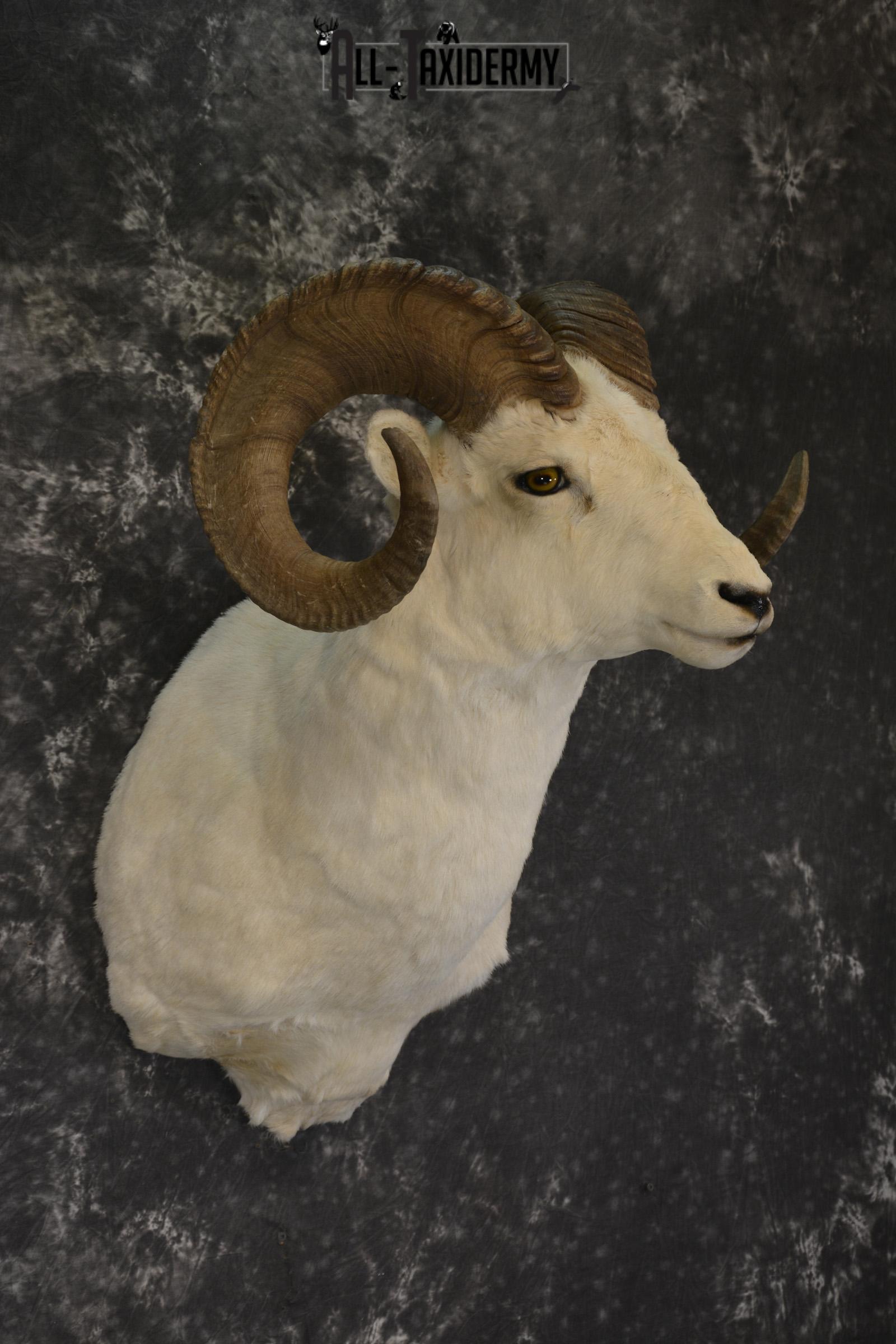 Dall Sheep taxidermy shoulder mount for sale * SKU 2067 - Image 3