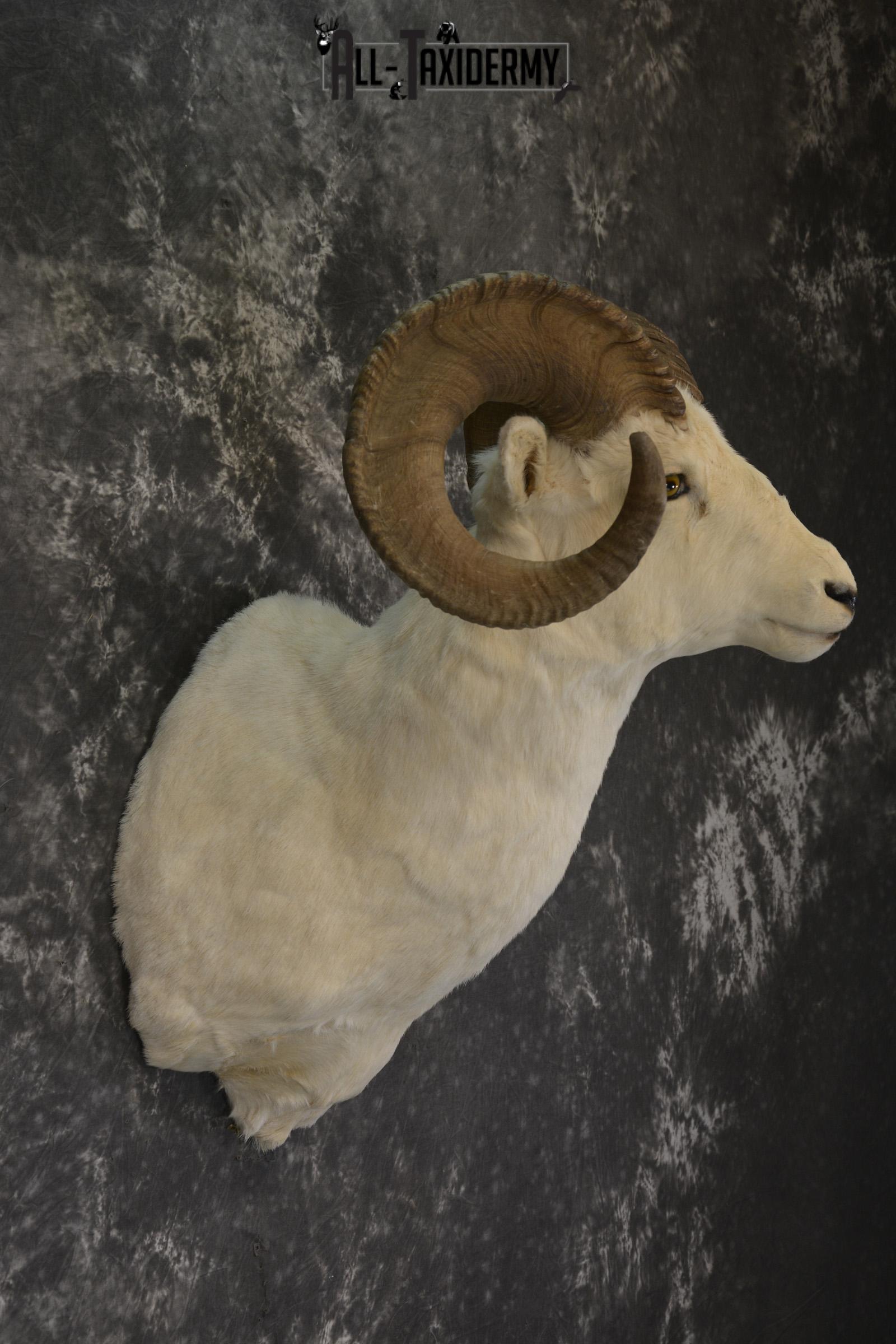 Dall Sheep taxidermy shoulder mount for sale * SKU 2067 - Image 2