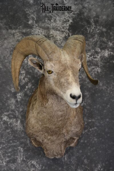 Bighorn Sheep Shoulder Mount